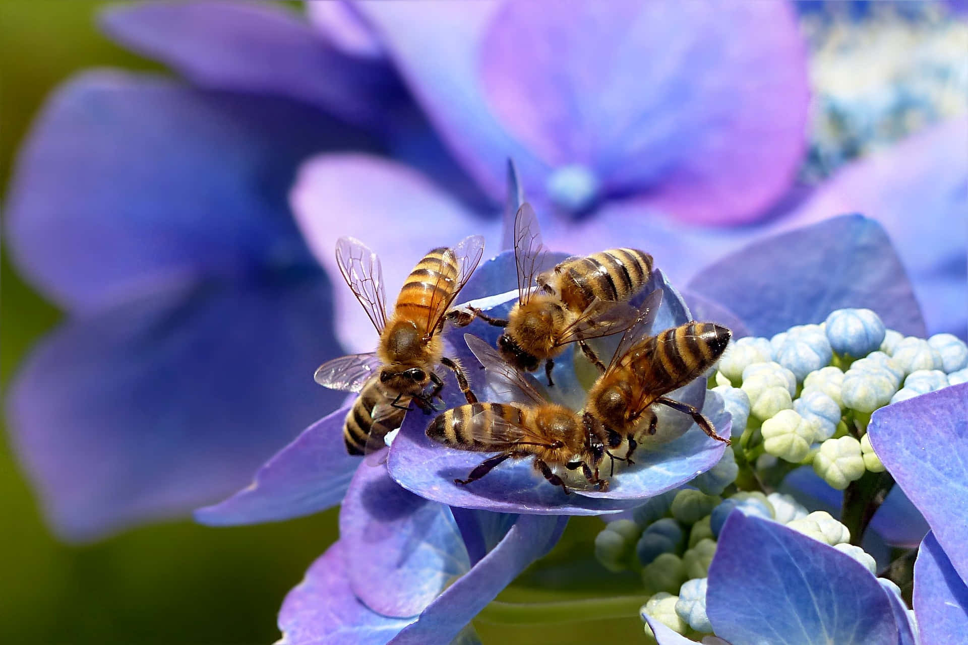 spring bees, 1920 x 1280, hydrangea, Full HD Desktop Wallpaper