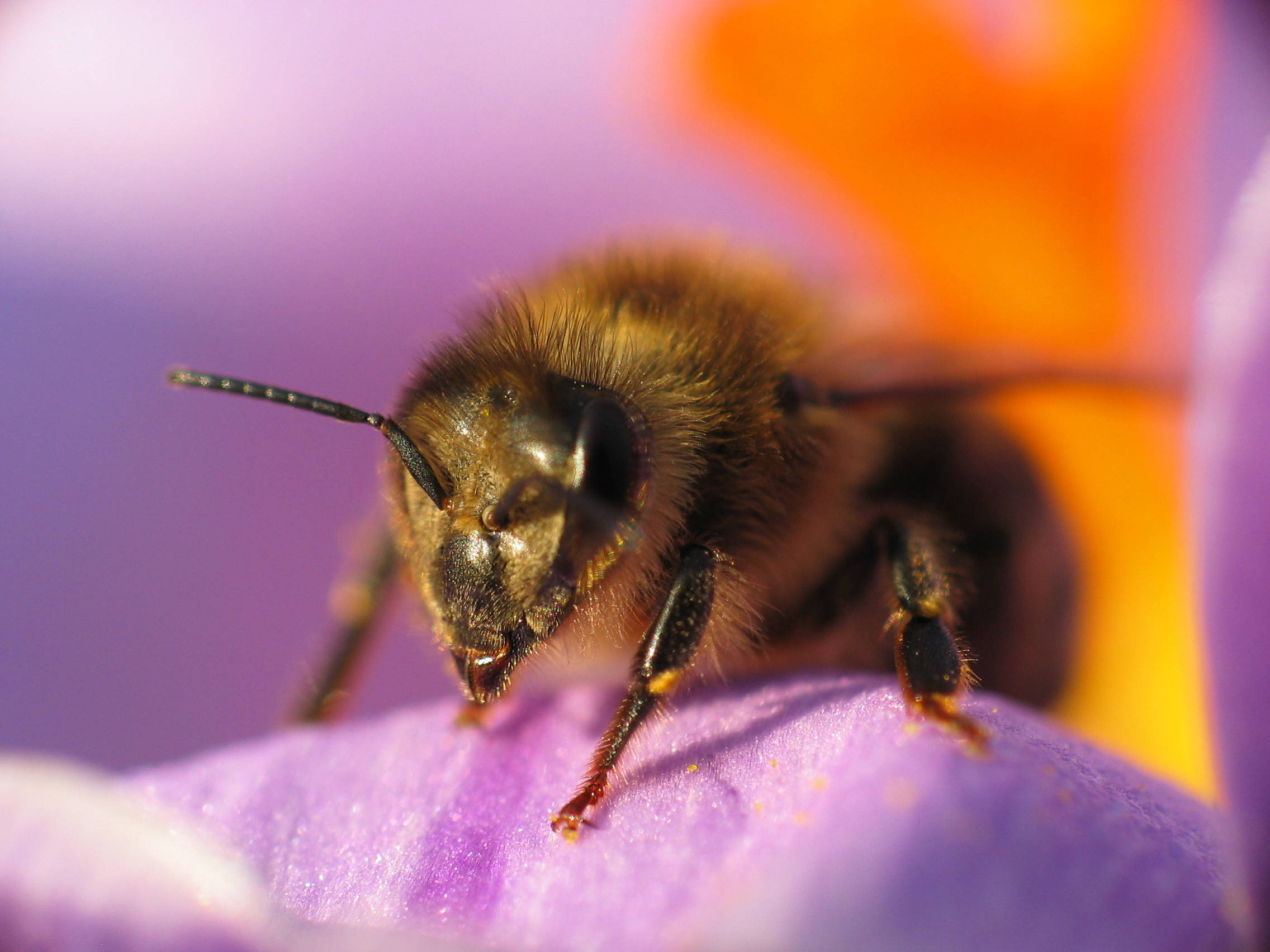 bee, flower petal, vibrant purple, Full HD Desktop Wallpaper