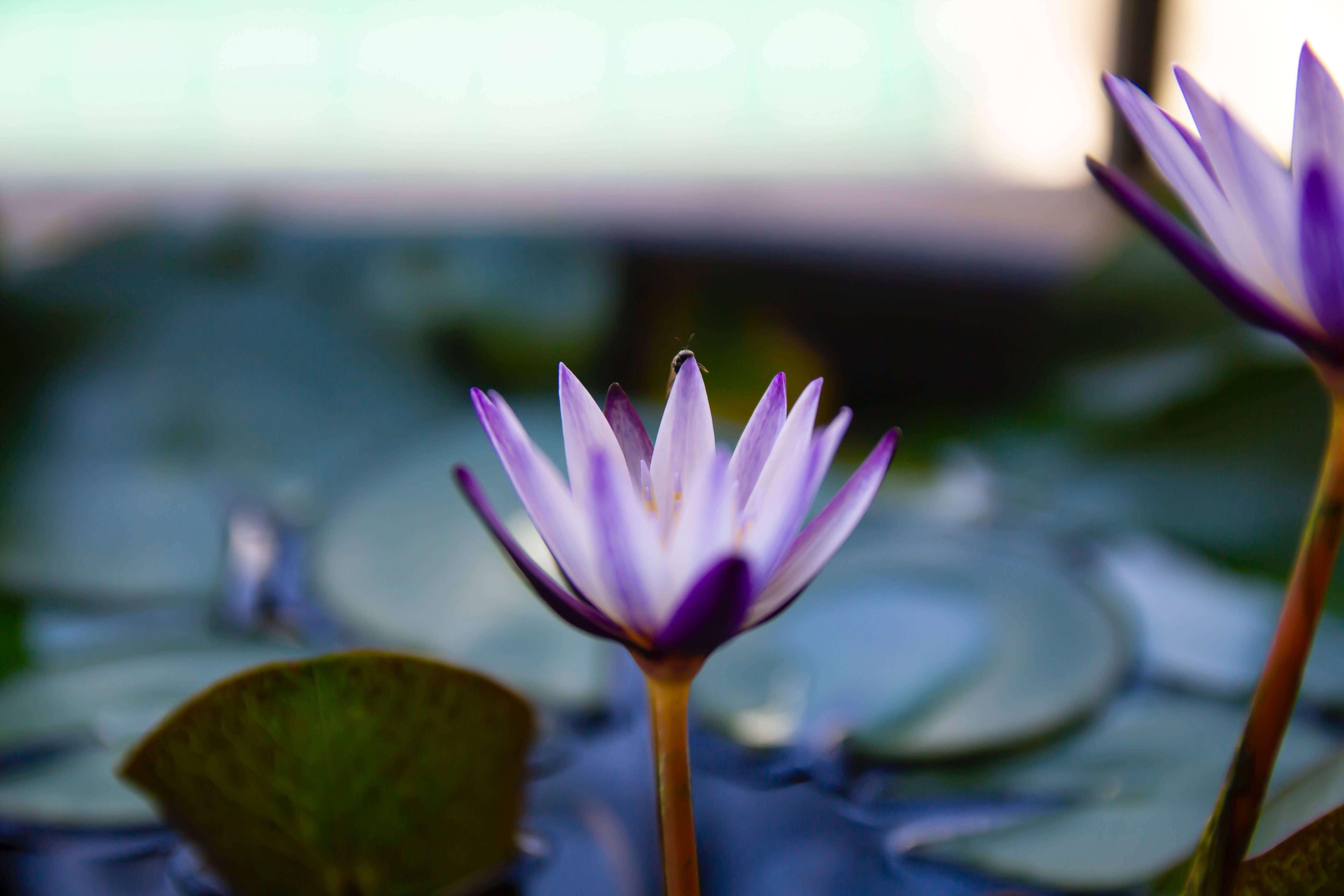 purple water lily, calm water, green lily pads, 5K Desktop Wallpaper