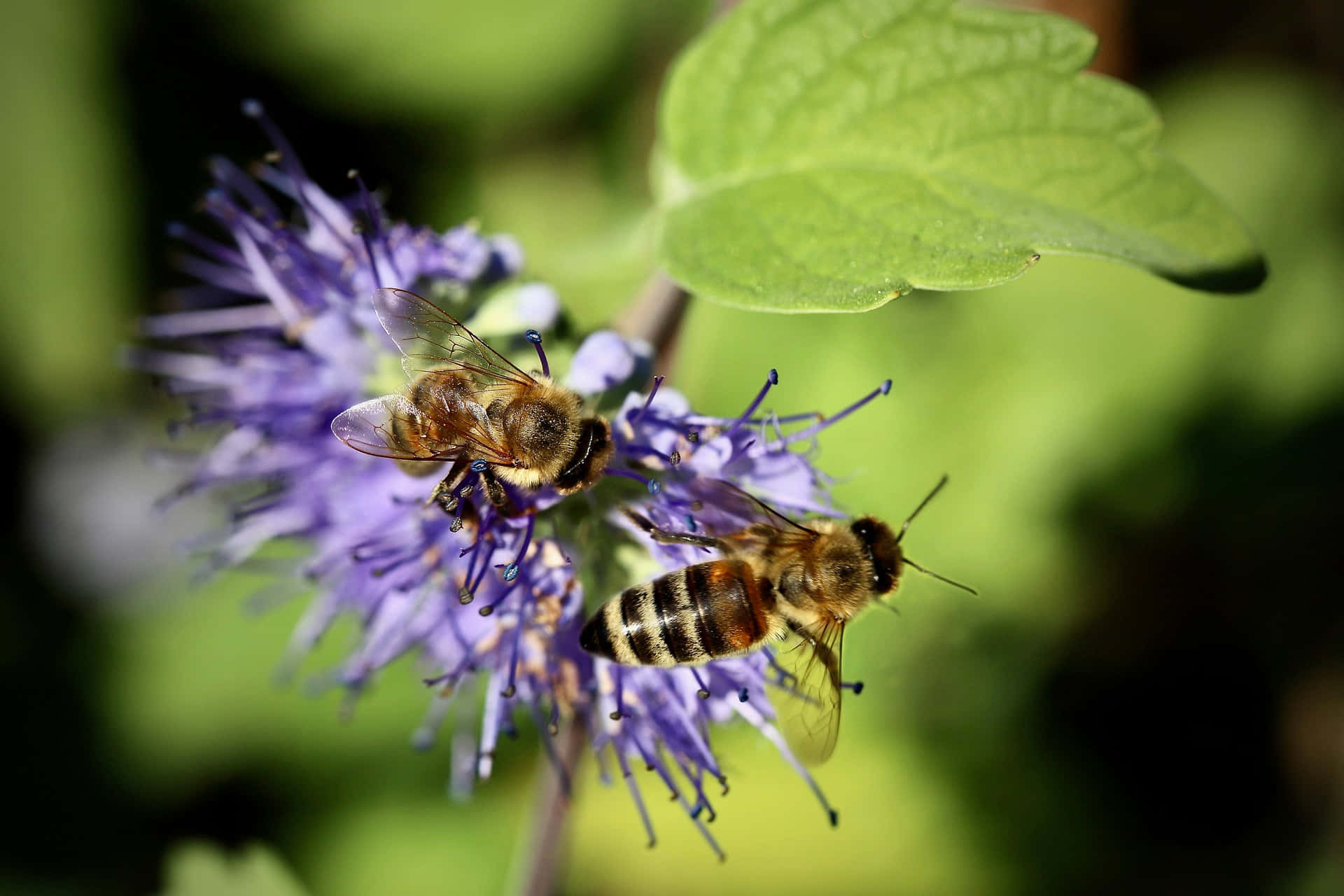 Spring Bees, vibrant purple flower, lush green leaf, Full HD Desktop Wallpaper