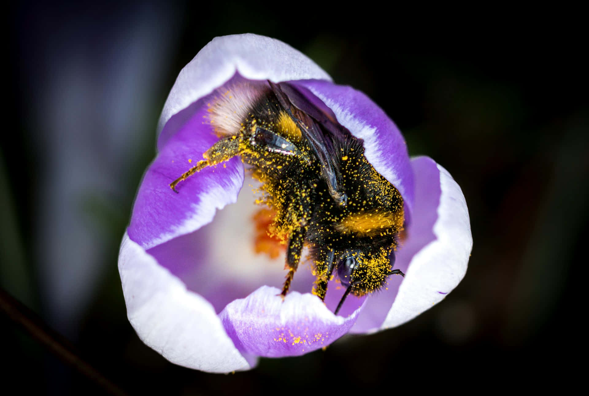bumblebee, golden pollen, vibrant purple and white flower, Full HD Desktop Wallpaper