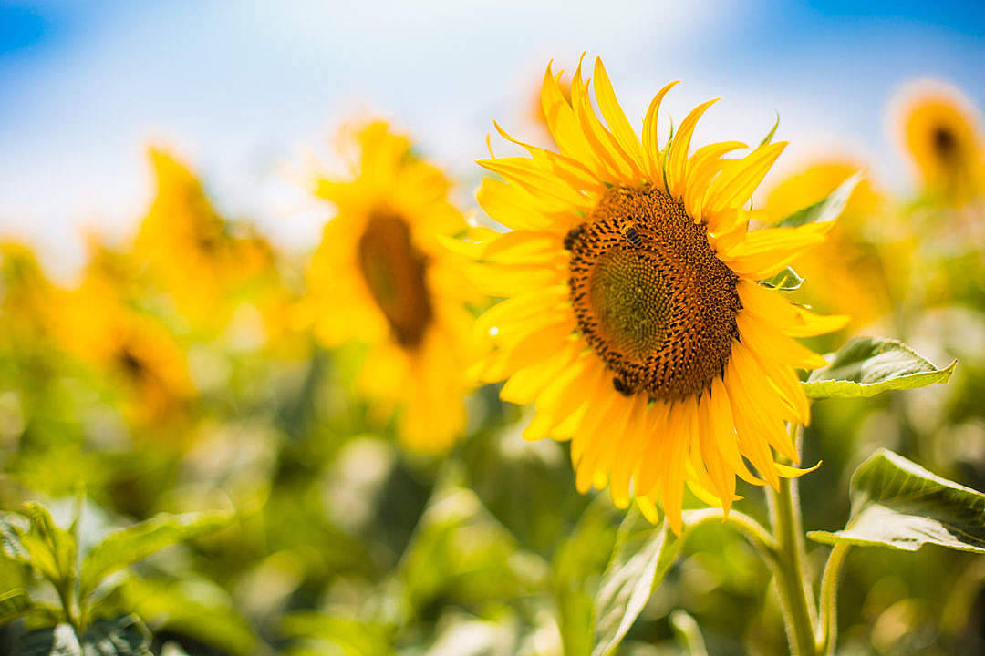 sunflower field, bright sunlight, single bloom, SD Desktop Wallpaper