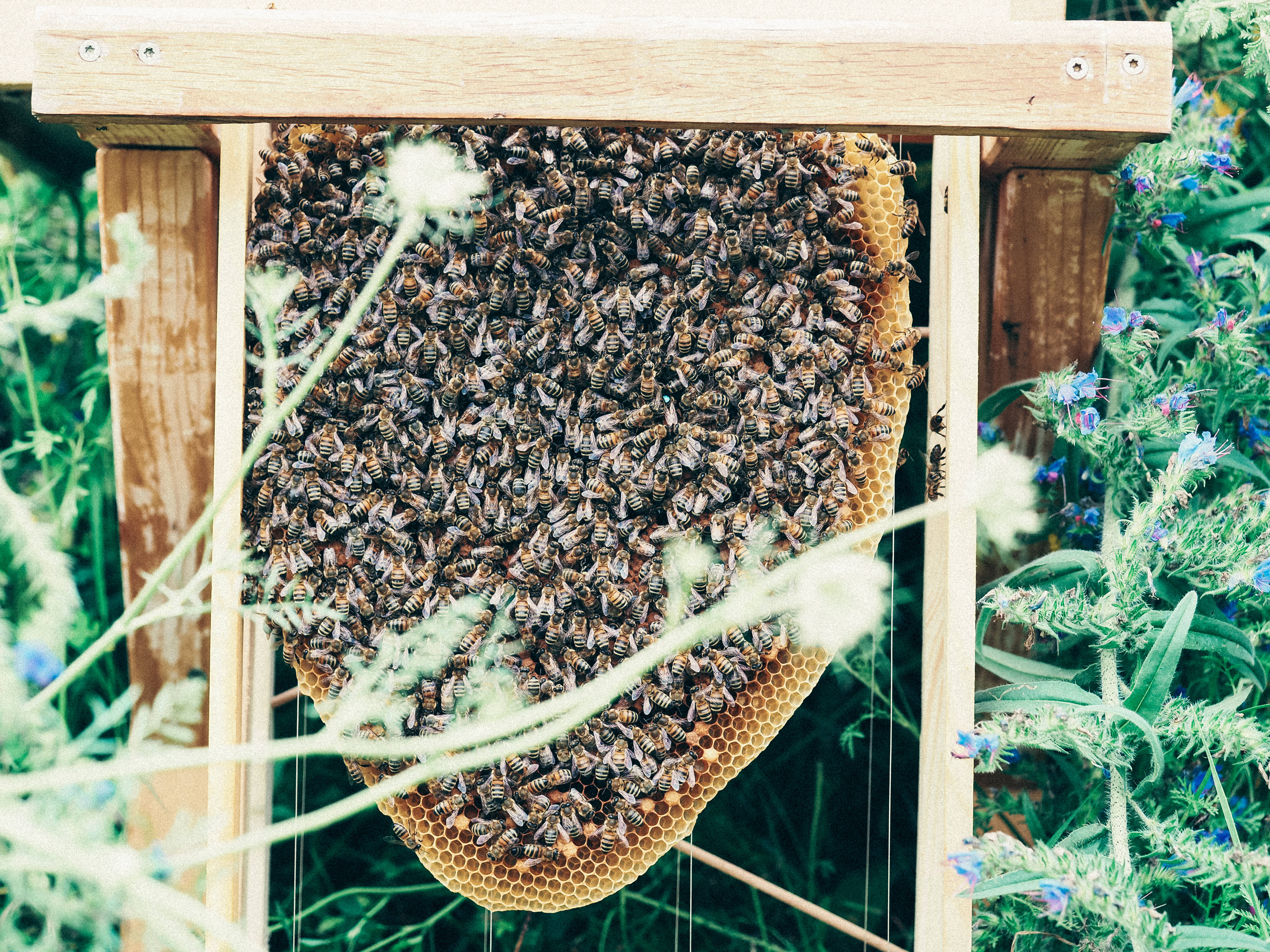 honeycomb frame, wooden beehive, green foliage, 4K Desktop Wallpaper