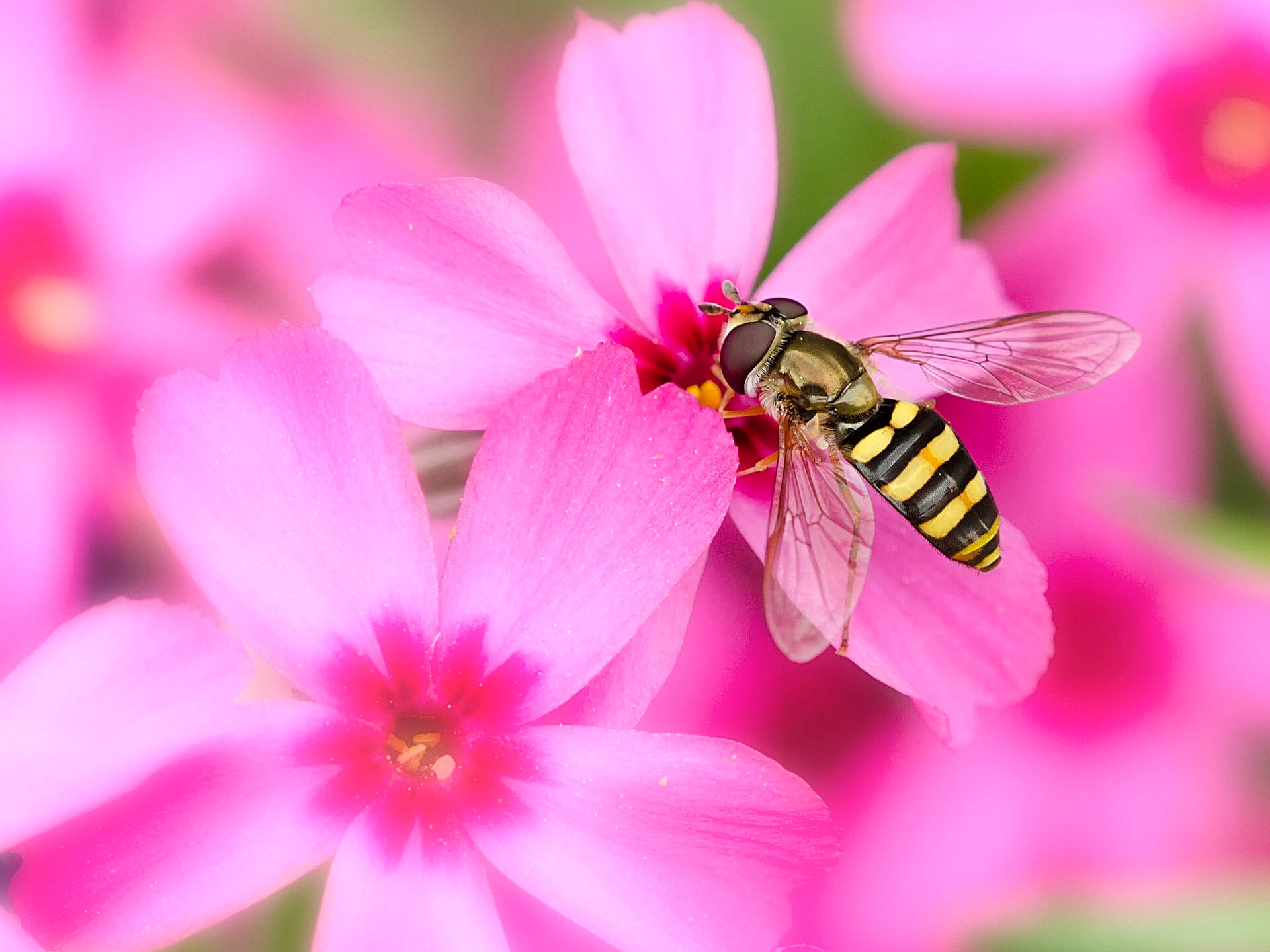 yellow and black hoverfly, vibrant pink flower, close-up, Full HD Desktop Wallpaper