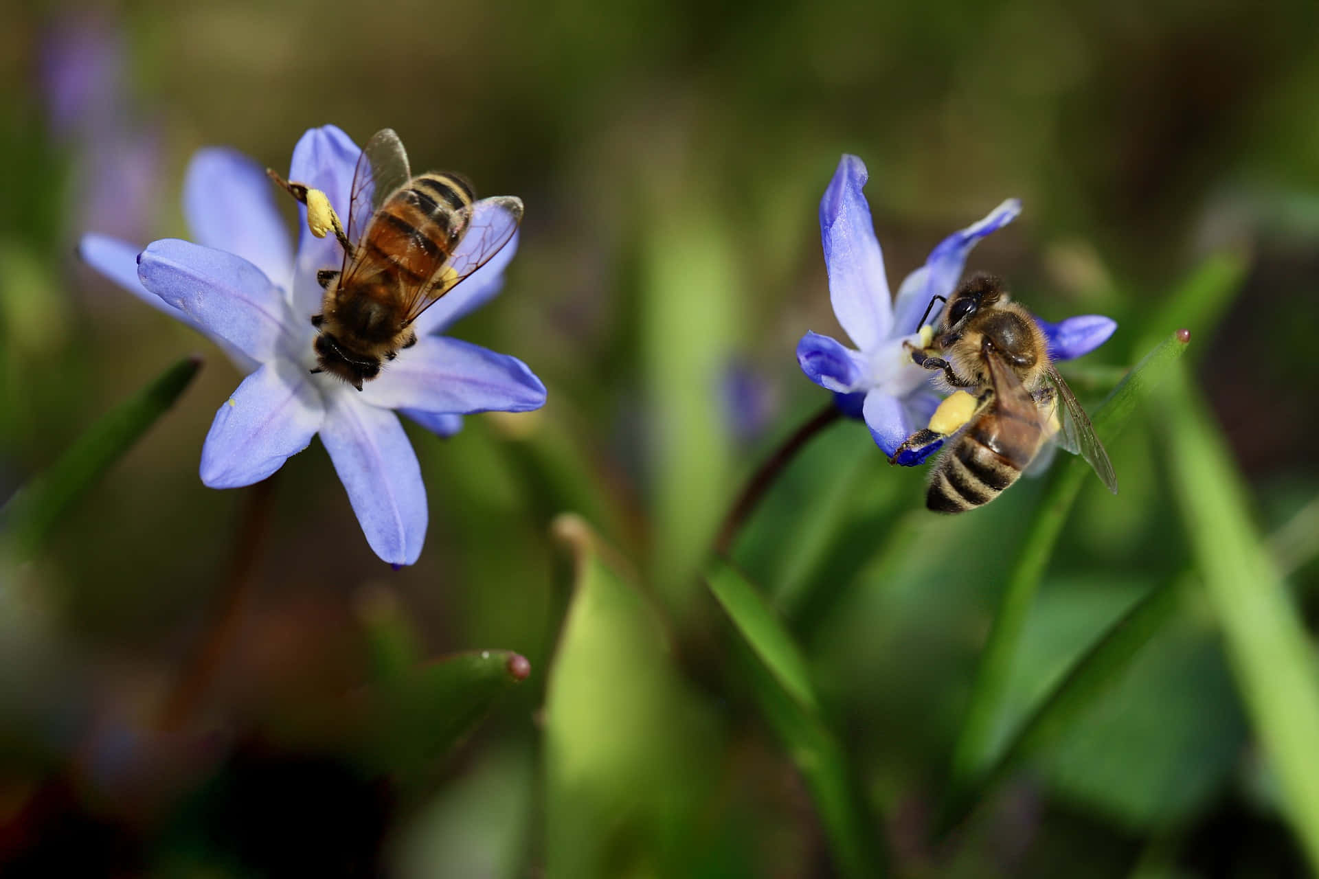 Spring Bees, blue flowers, sunlit garden, Full HD Desktop Wallpaper
