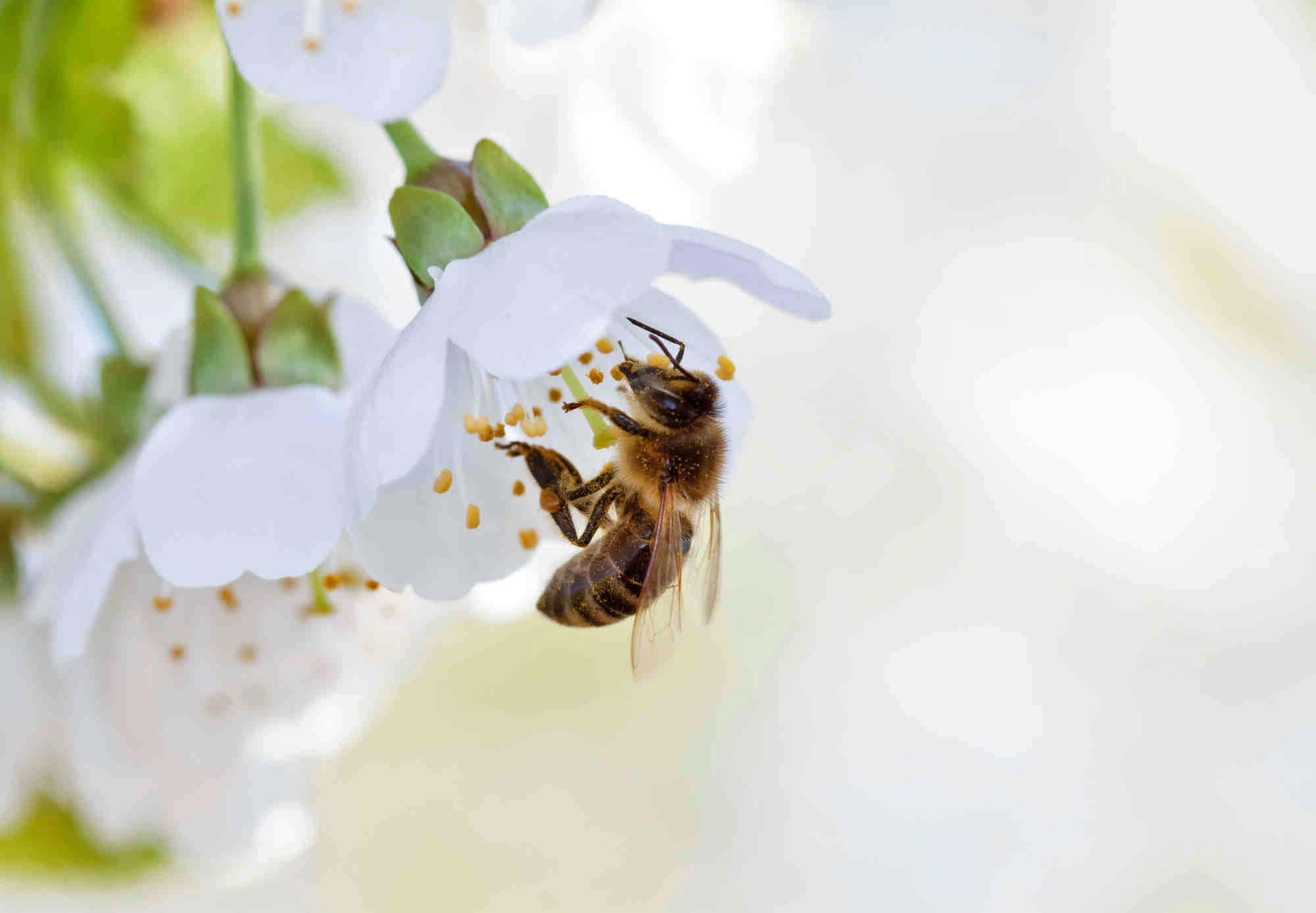 solitary bee, white cherry blossom, fuzzy bee, Full HD Desktop Wallpaper