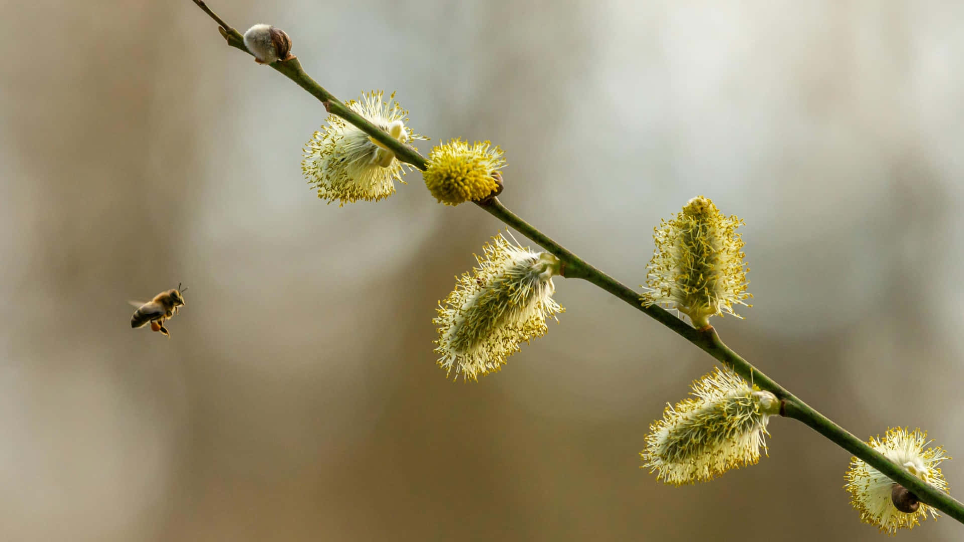 pussy willow branch, bee, yellow willow catkins, Full HD Desktop Wallpaper