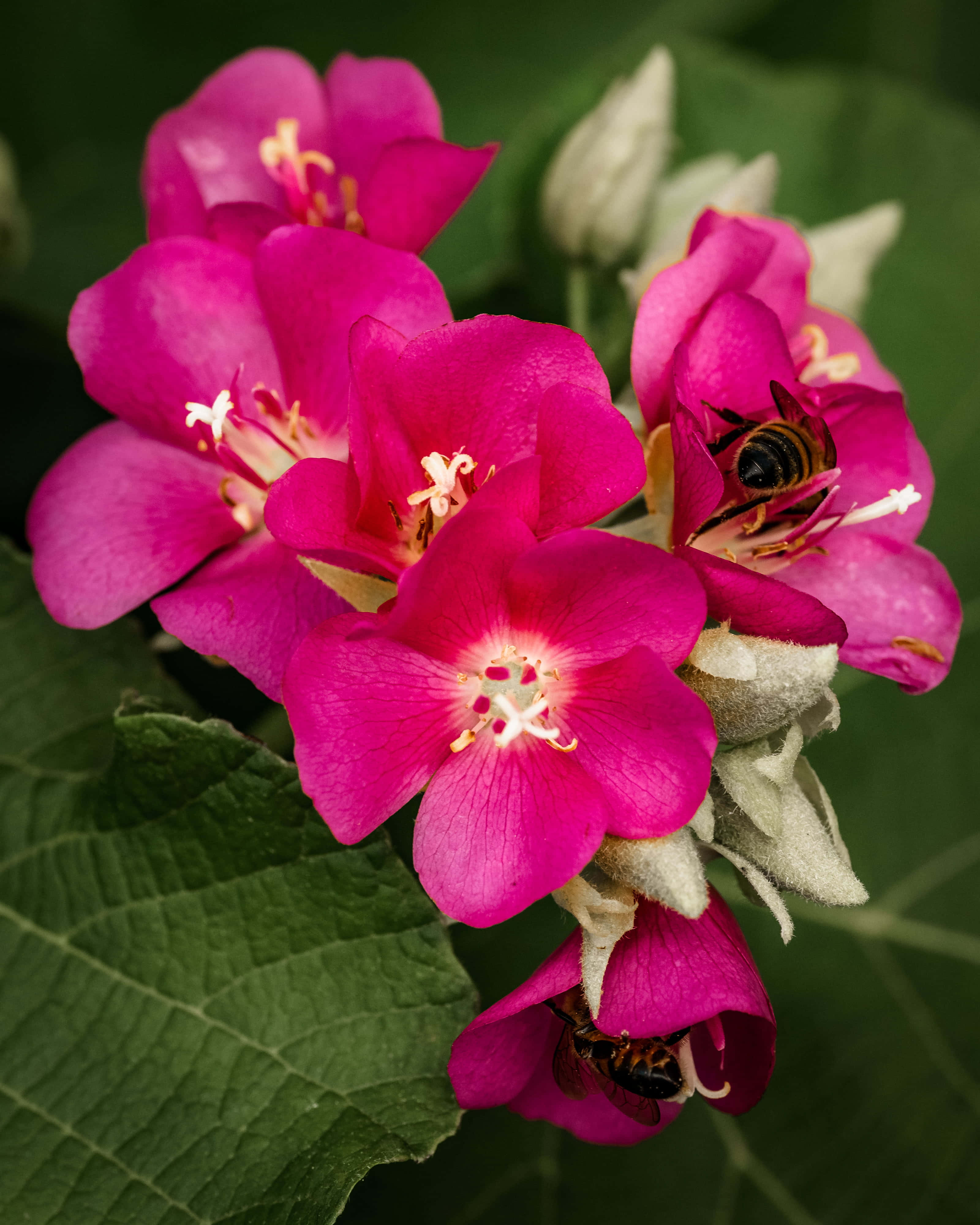 spring bees, magenta flowers, white centers, 4K Phone Wallpaper