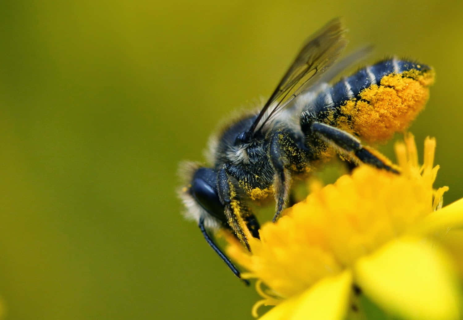 solitary bee, bright yellow pollen, vibrant yellow flower, HD Desktop Wallpaper