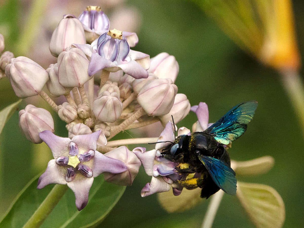 solitary bee, metallic blue, black, SD Desktop Wallpaper