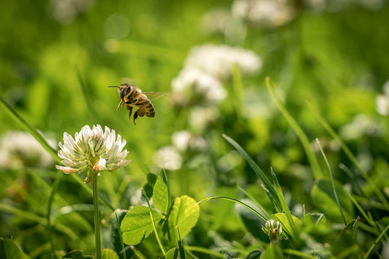 honeybee, white clover blossom, sunlit green meadow, SD Desktop Wallpaper