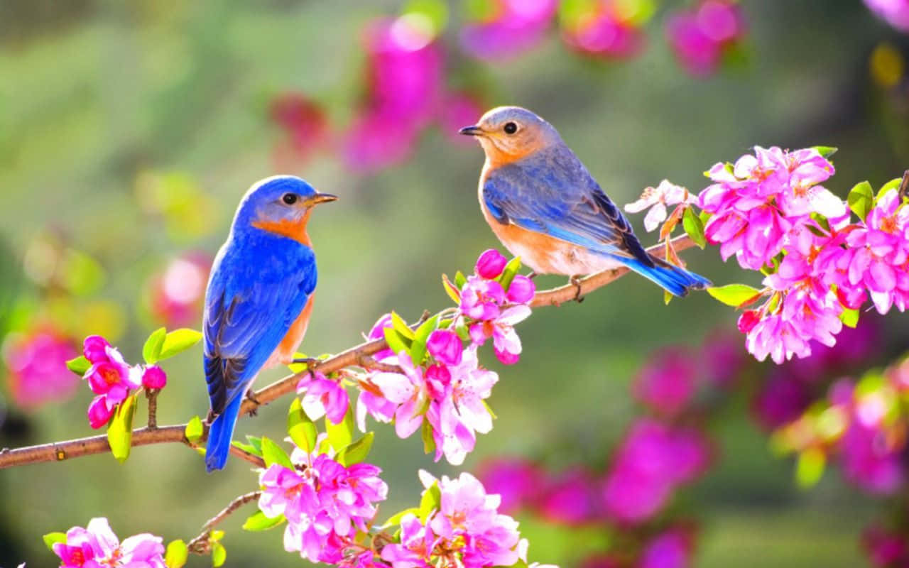 spring birds, vibrant blue birds, branch, HD Desktop Wallpaper