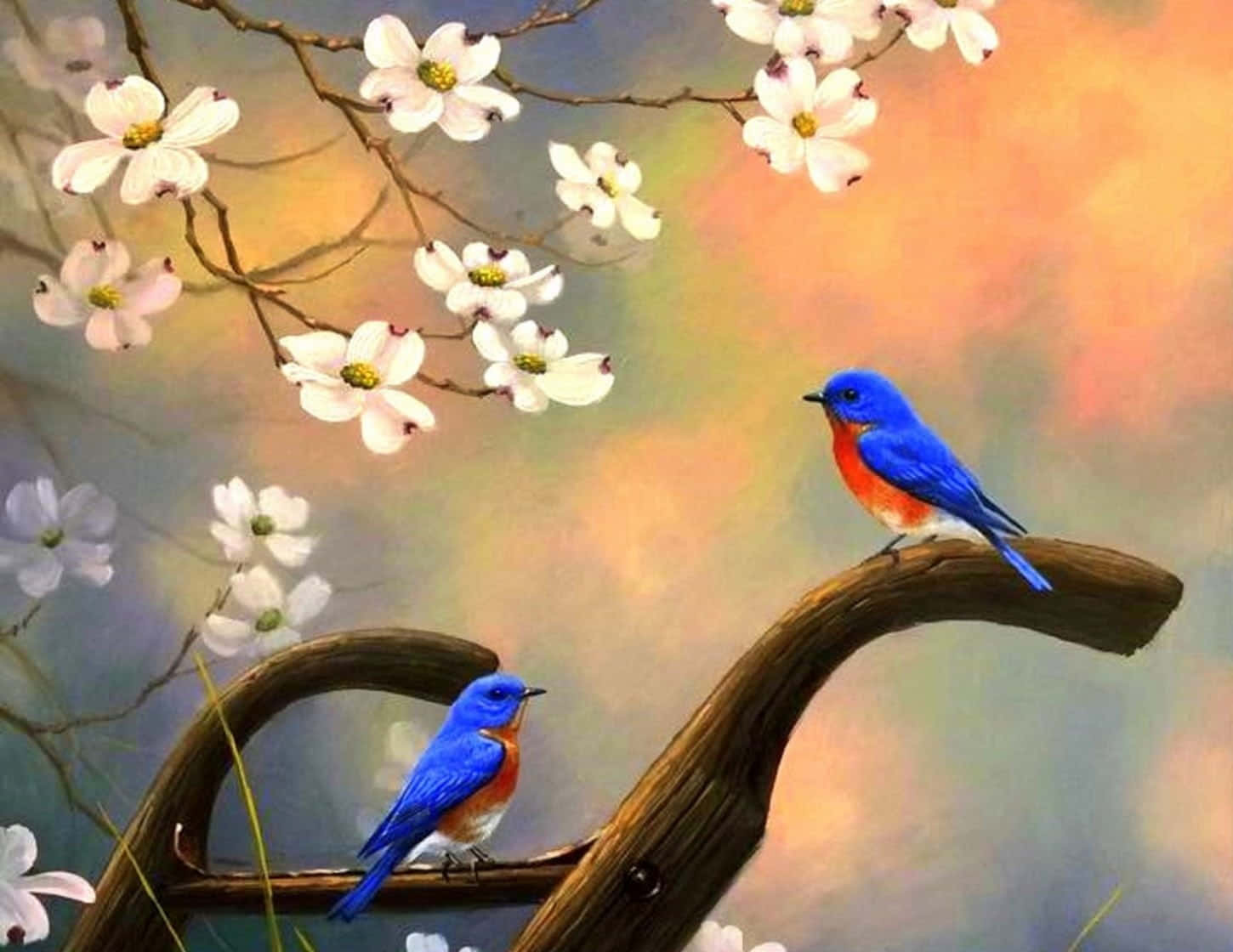Spring Birds, bluebirds, blossoming white flowers, HD Desktop Wallpaper