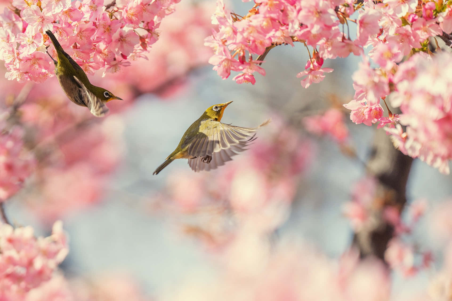 Spring Birds, cherry blossoms, pink, Full HD Desktop Wallpaper