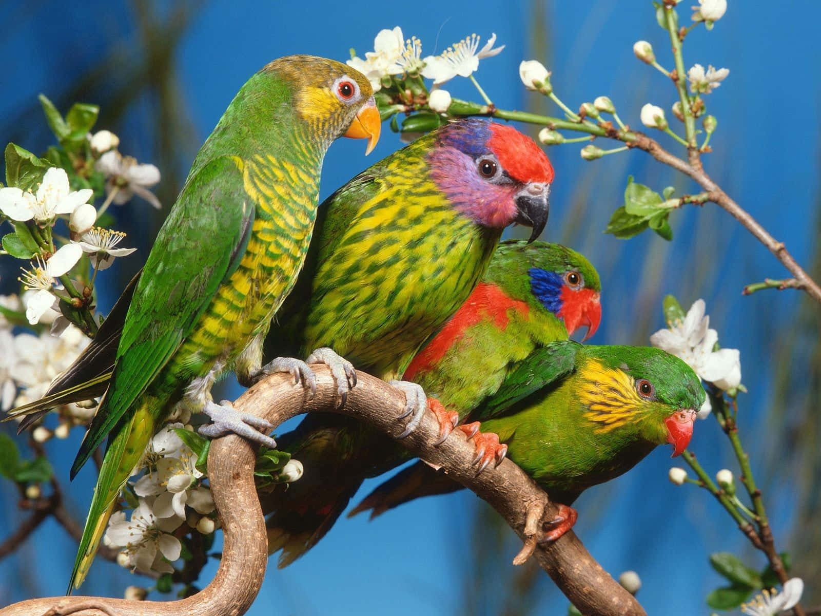 lorikeets, blossoming branch, vivid blue sky, HD Desktop Wallpaper
