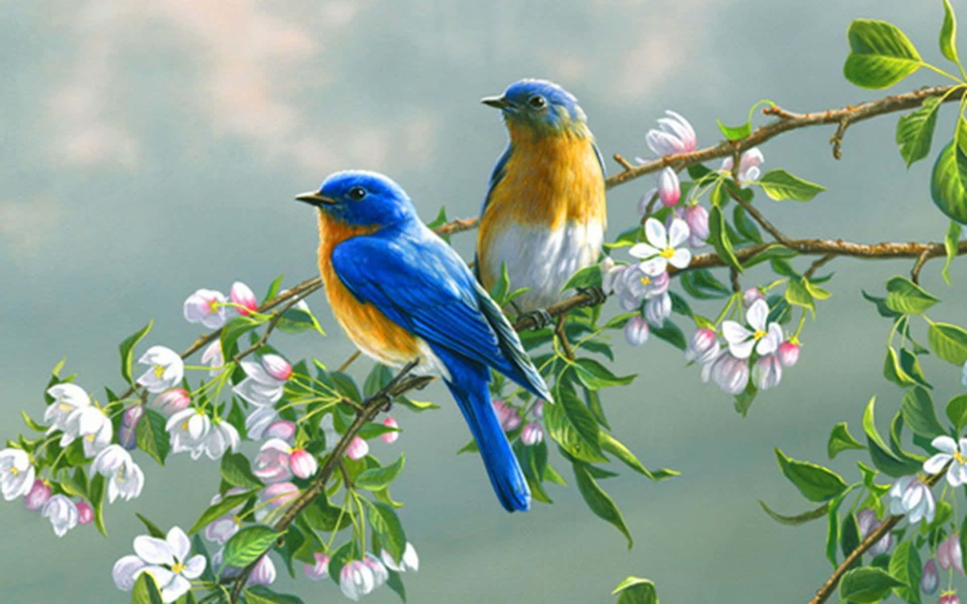 bluebirds, blossoming branch, white and pink flowers, Full HD Desktop Wallpaper