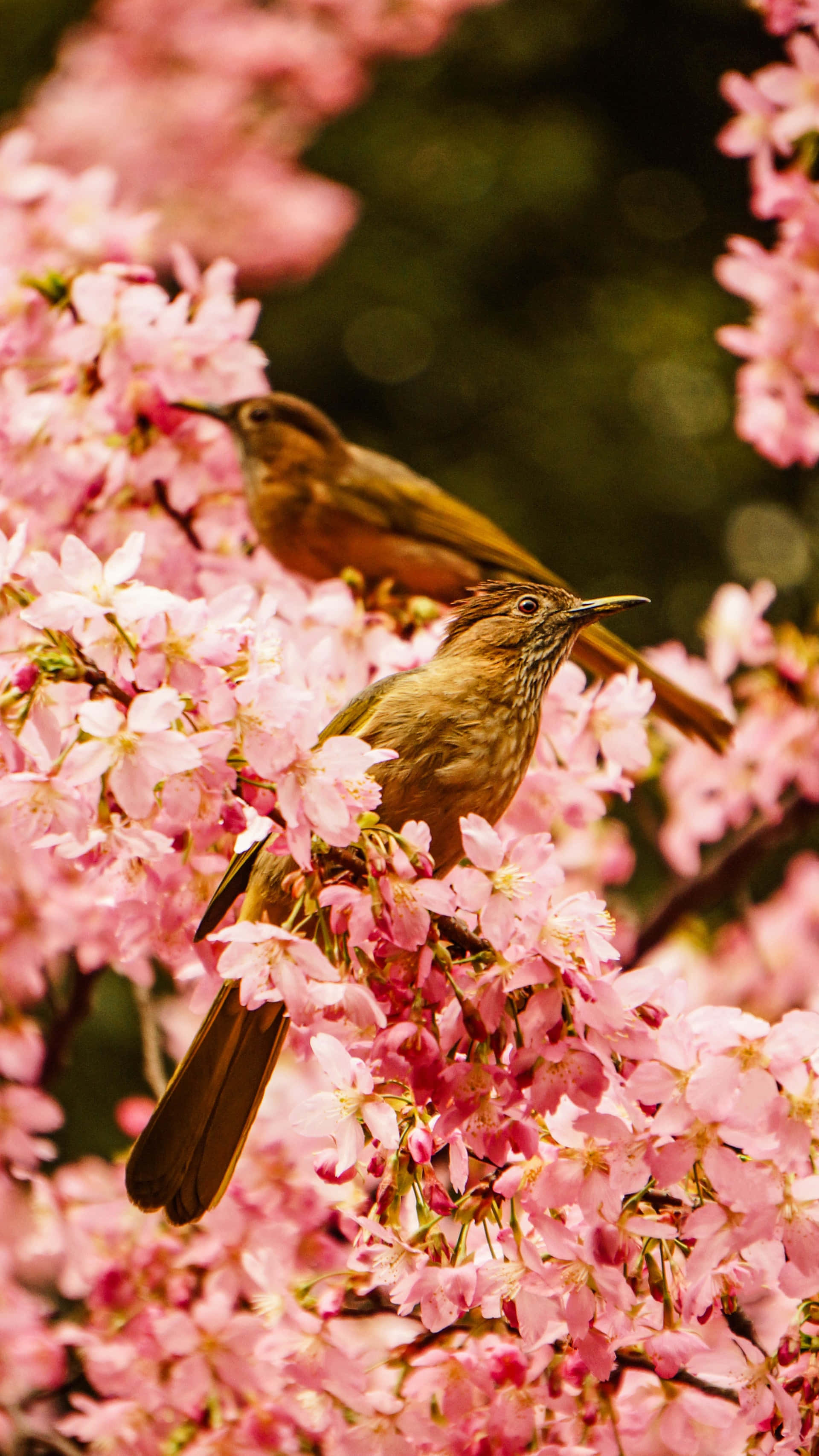 spring birds, cherry blossoms, pink, 2K Phone Wallpaper