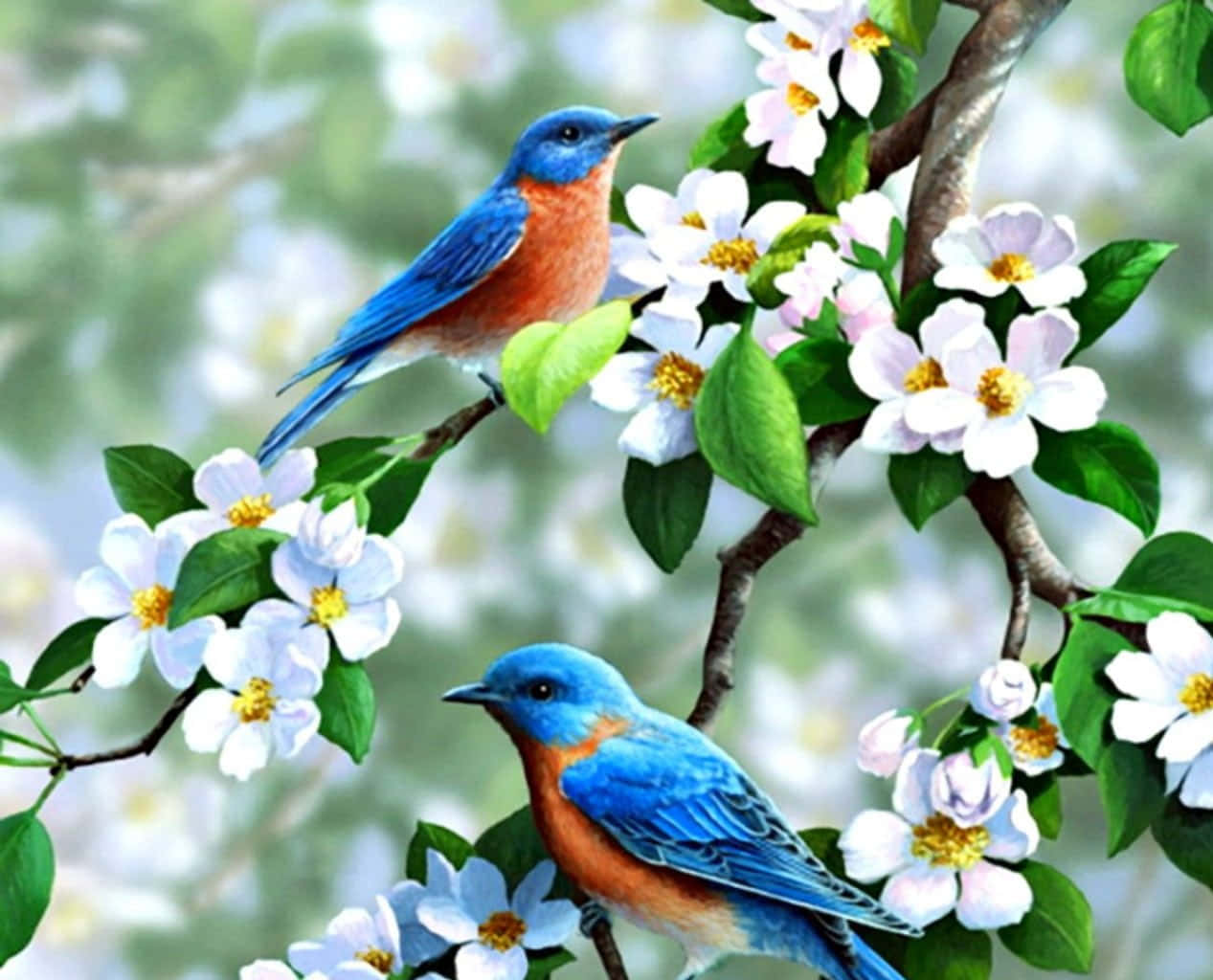 spring birds, bluebirds, white flowers, SD Desktop Wallpaper