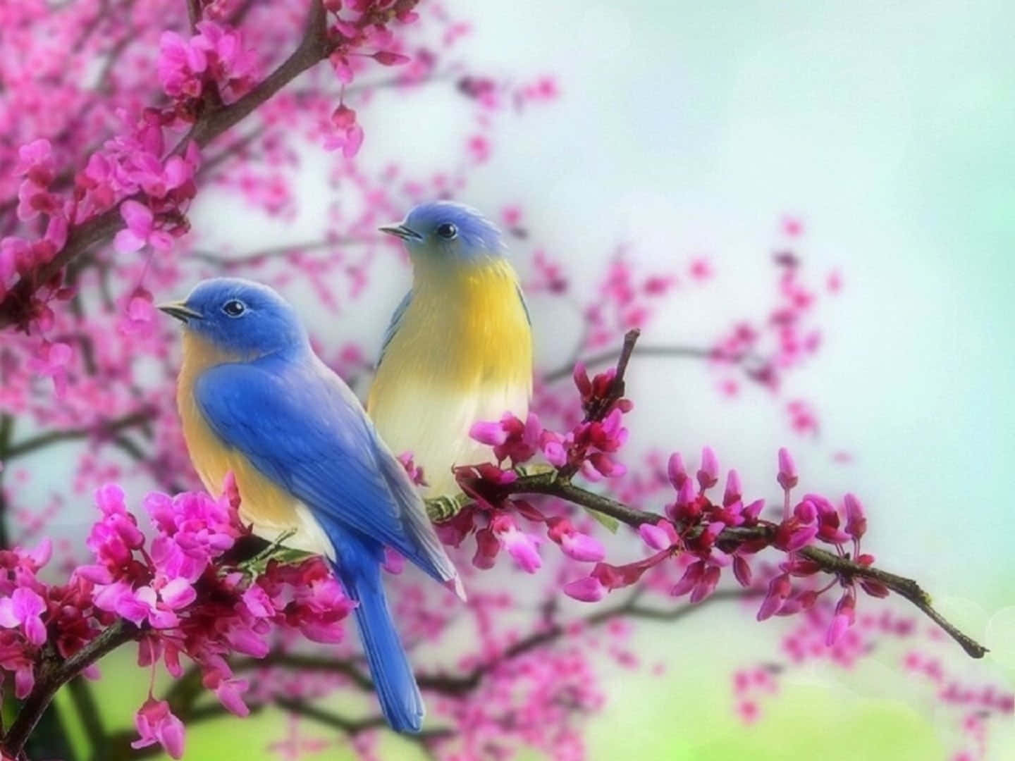spring birds, bluebirds, pink blossoms, HD Desktop Wallpaper