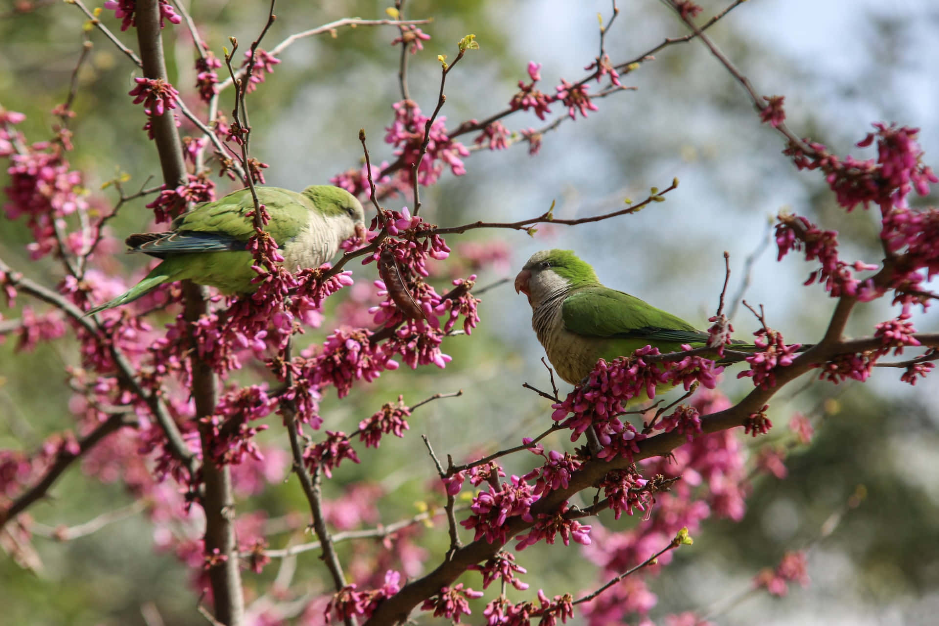 Spring Birds, green parakeets, vibrant pink blossoms, Full HD Desktop Wallpaper