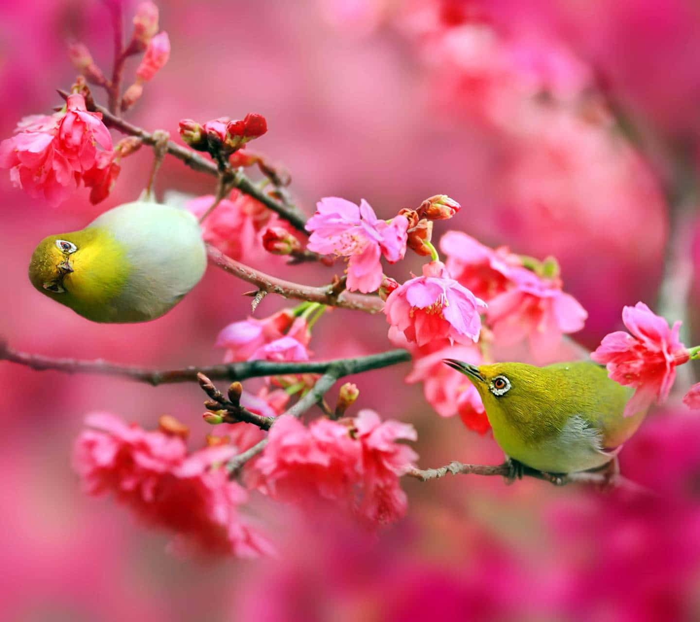 Spring Birds, green birds, pink cherry blossoms, HD Desktop Wallpaper