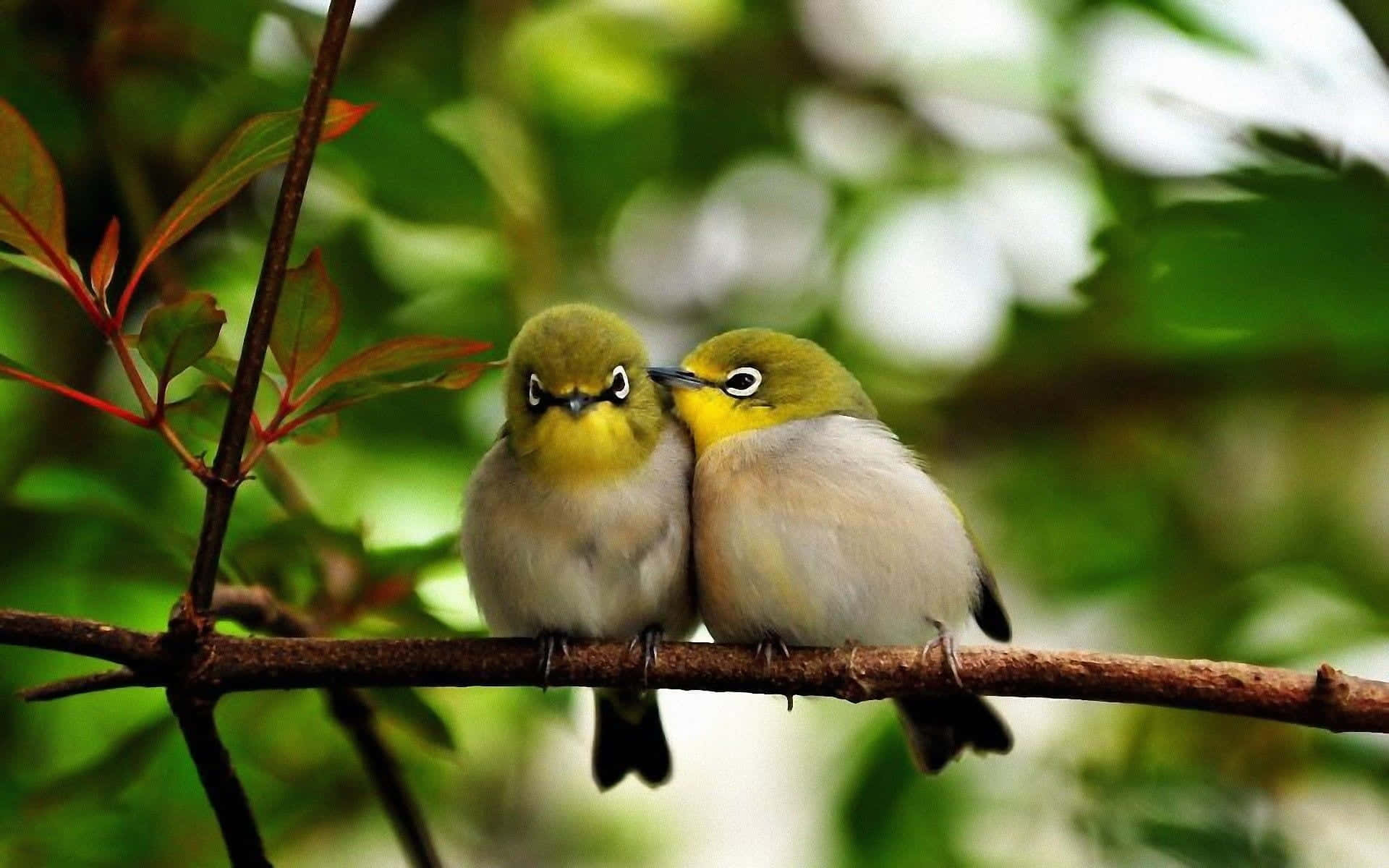 Spring Birds, yellow-eyed birds, branch, Full HD Desktop Wallpaper