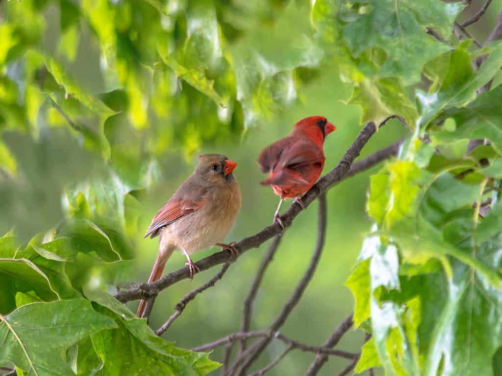 Spring Birds, cardinal, blooming branch, SD Desktop Wallpaper