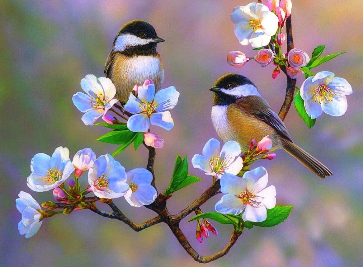 Spring Birds, blossoming branch, delicate blue and pink flowers, HD Desktop Wallpaper