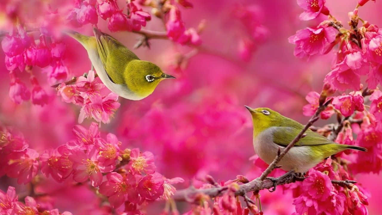 spring birds, vibrant green birds, vivid pink cherry blossoms, HD Desktop Wallpaper
