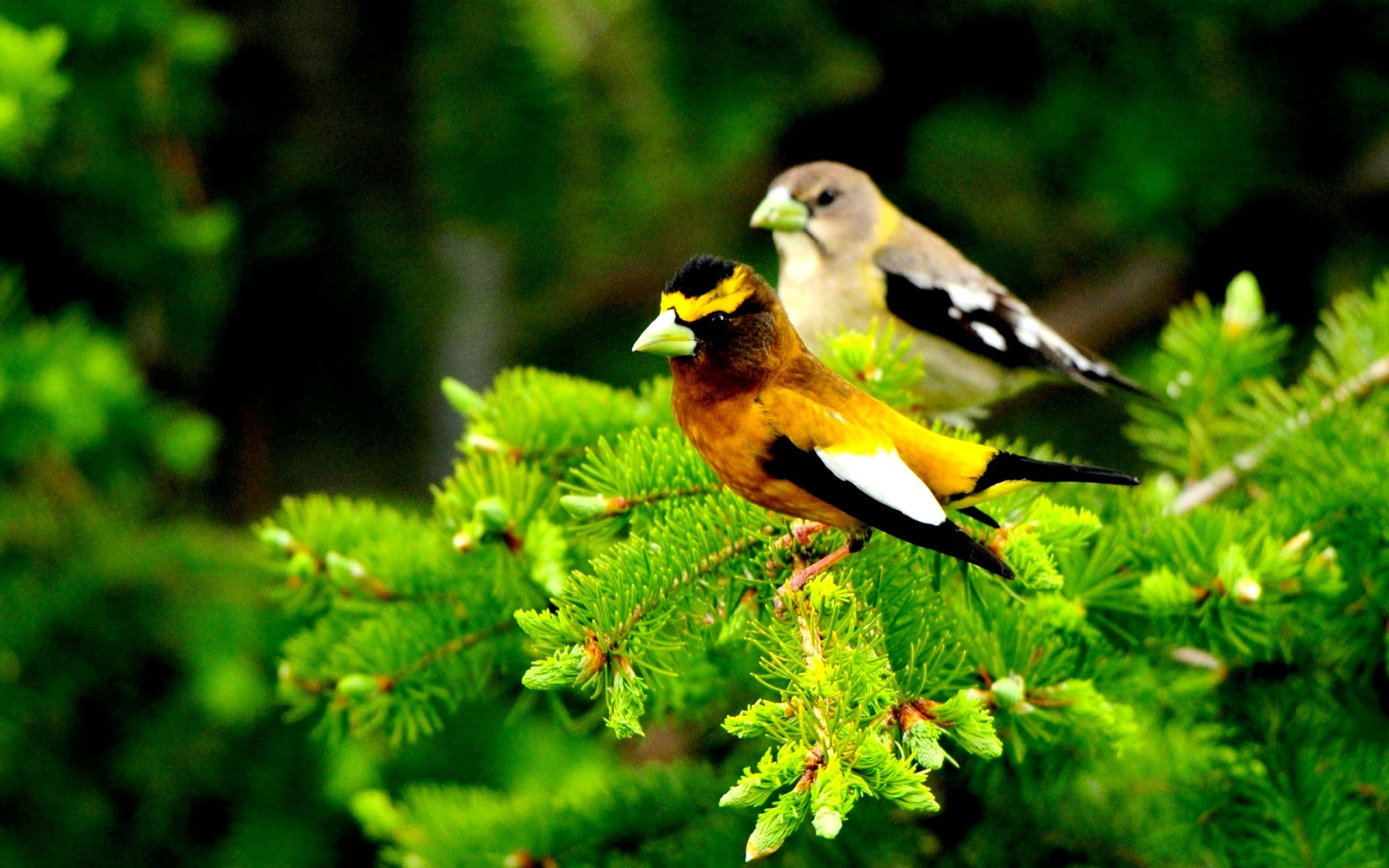 Spring Birds, yellow and black plumage, lush green pine branches, 2K Desktop Wallpaper