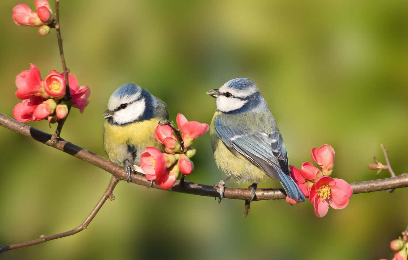 blue tit birds, branch, bright pink blossoms, HD Desktop Wallpaper