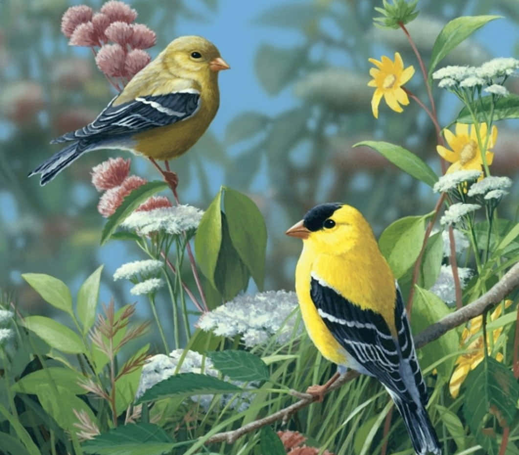 spring birds, yellow birds, black wings, SD Desktop Wallpaper
