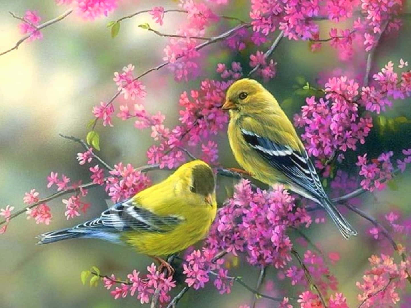 Spring Birds, yellow birds, pink blossoms, HD Desktop Wallpaper