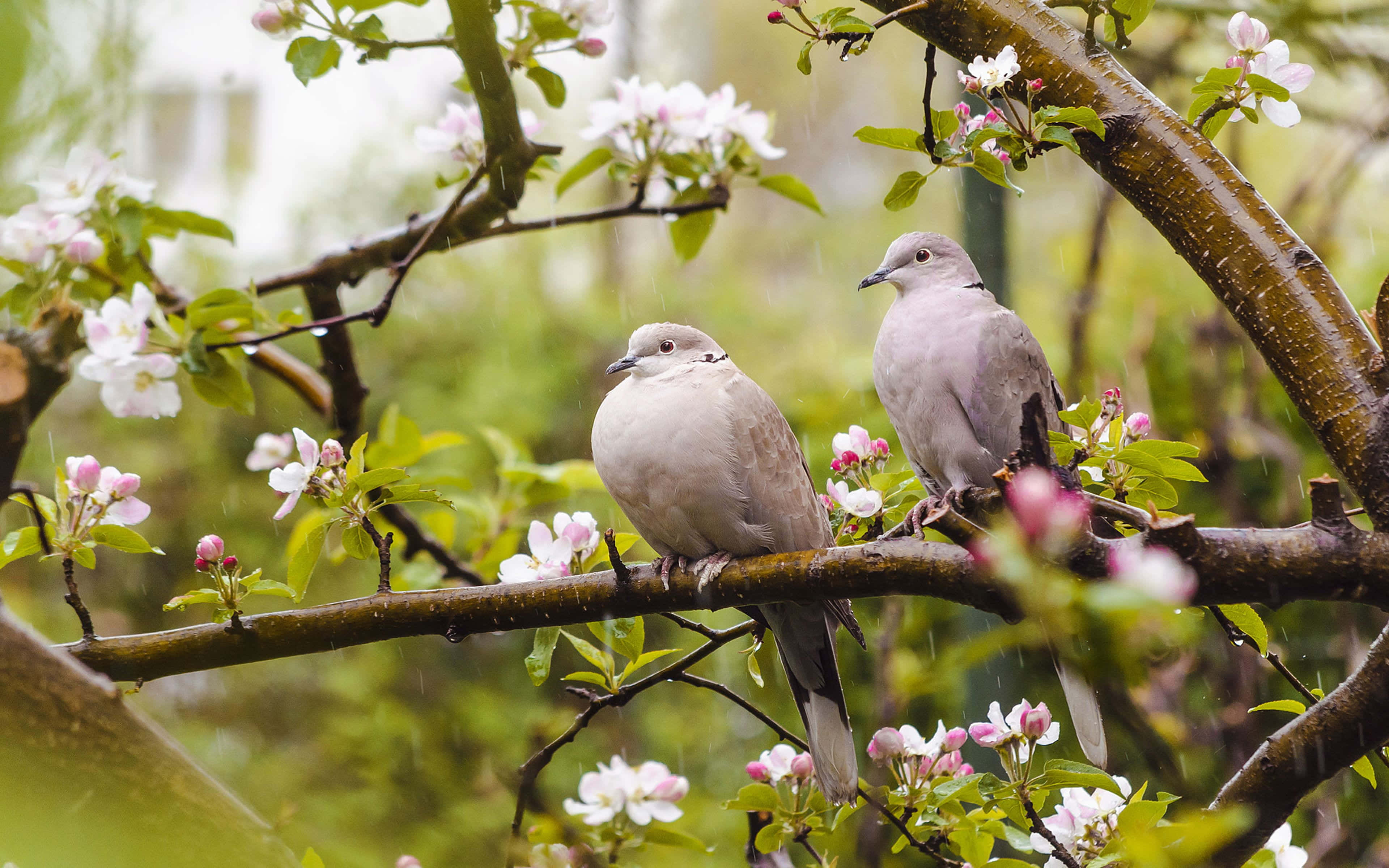 spring birds, doves, blossoming branch, 4K Desktop Wallpaper