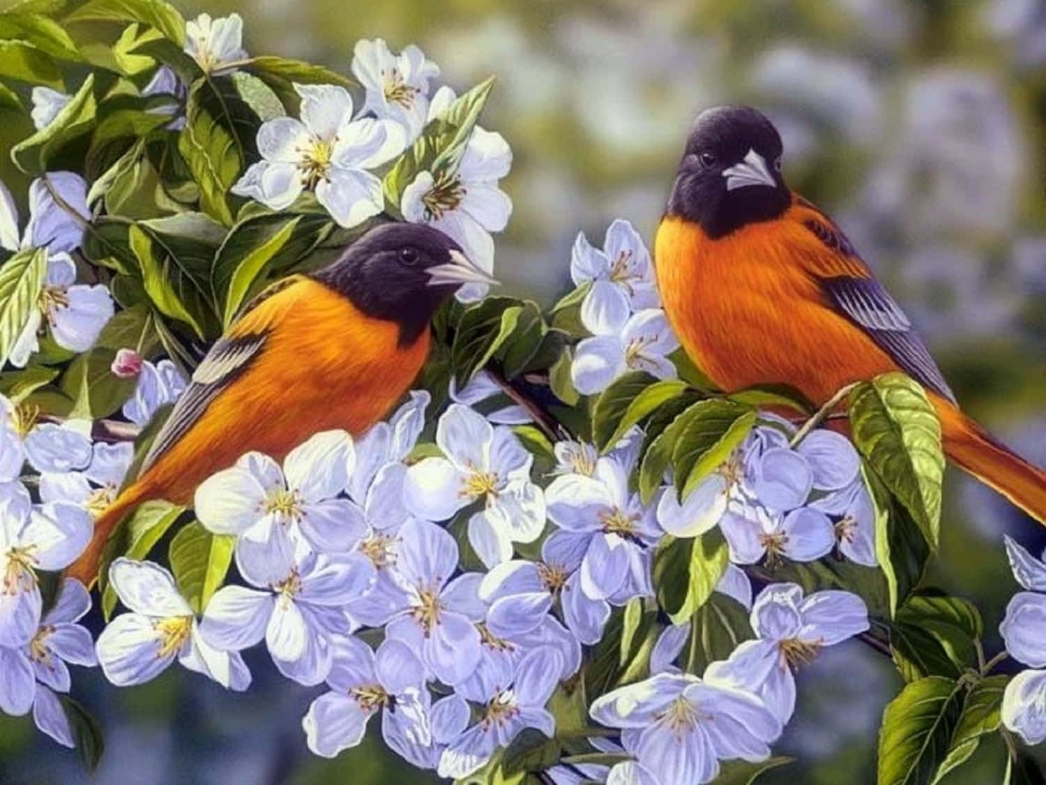 Spring Birds, orange and black birds, lush green leaves, HD Desktop Wallpaper