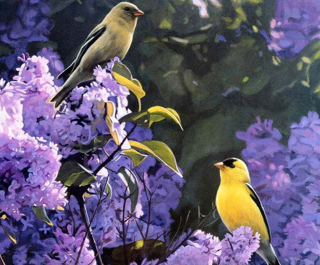 Spring Birds, vibrant yellow birds, lush purple lilac blooms, SD Desktop Wallpaper