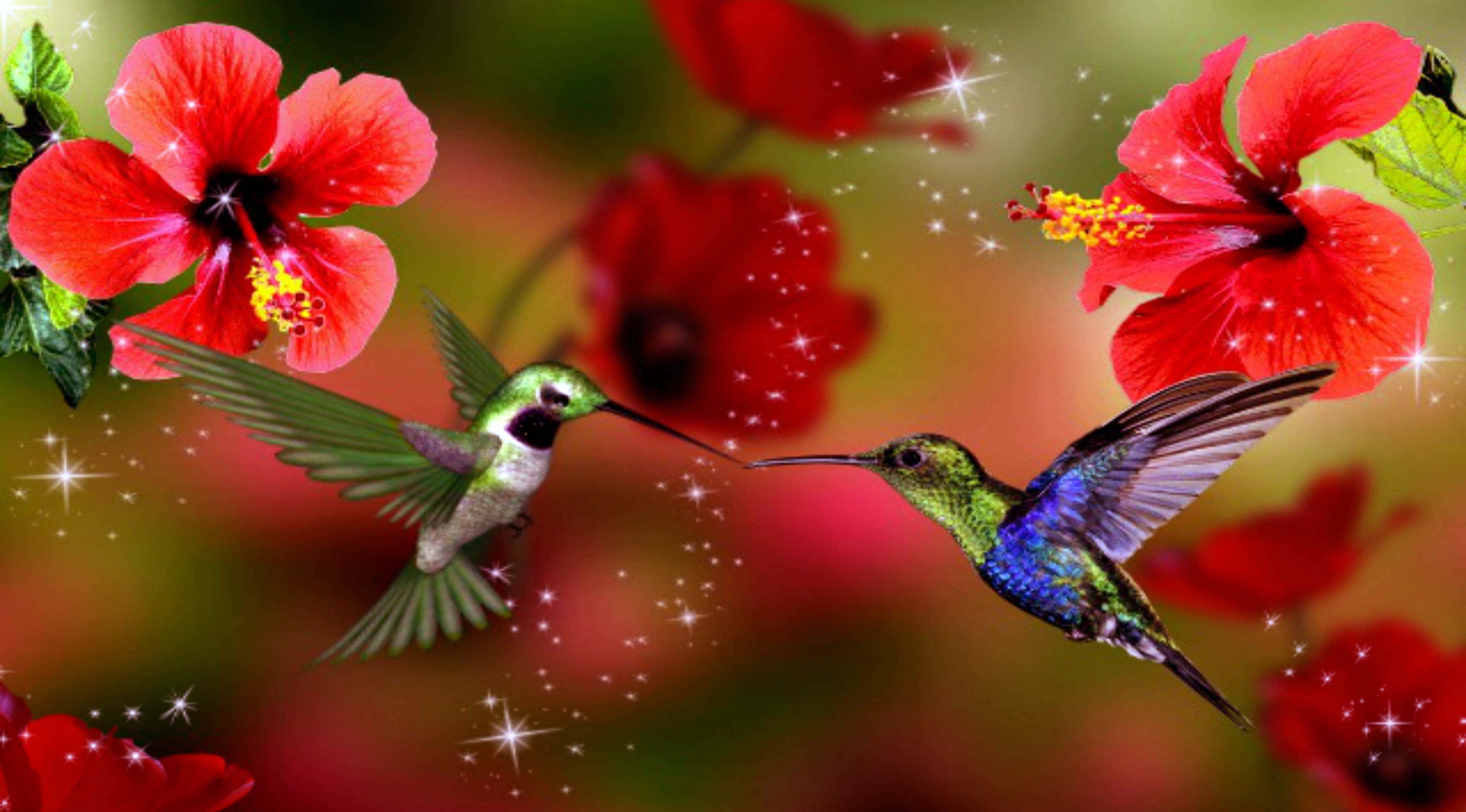 Spring Birds, hummingbirds, vibrant red hibiscus flowers, 4K Desktop Wallpaper