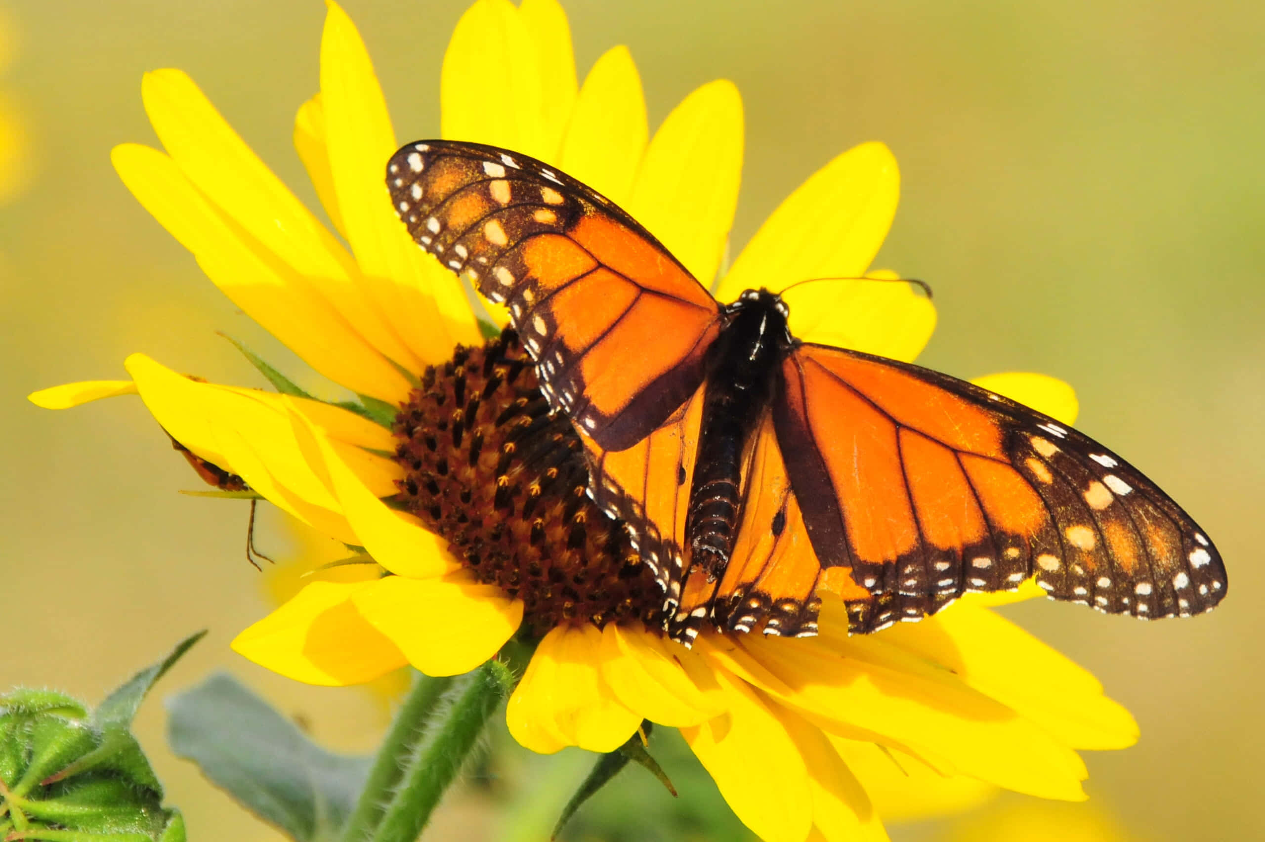 monarch butterfly, orange wings, black veins, 2K Desktop Wallpaper