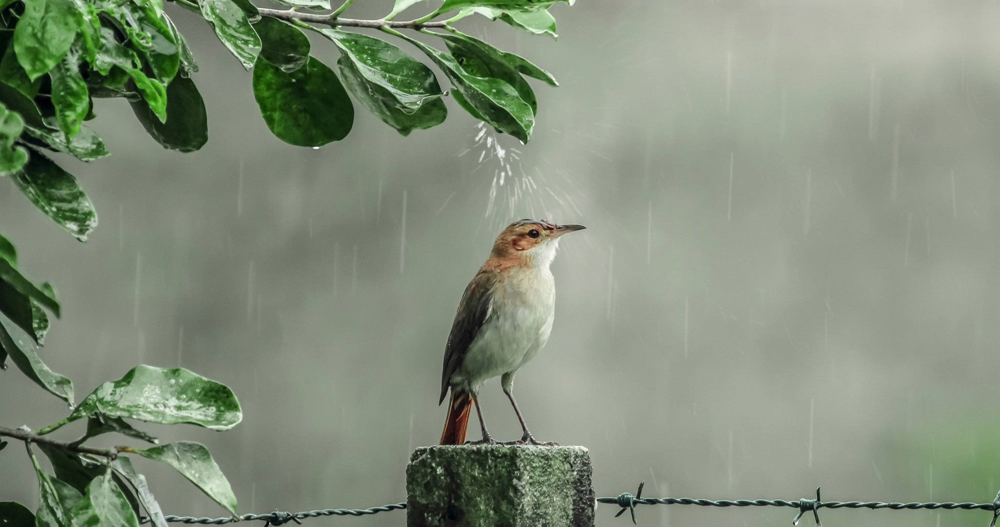rain, brown bird, weathered fence post, 4K Desktop Wallpaper