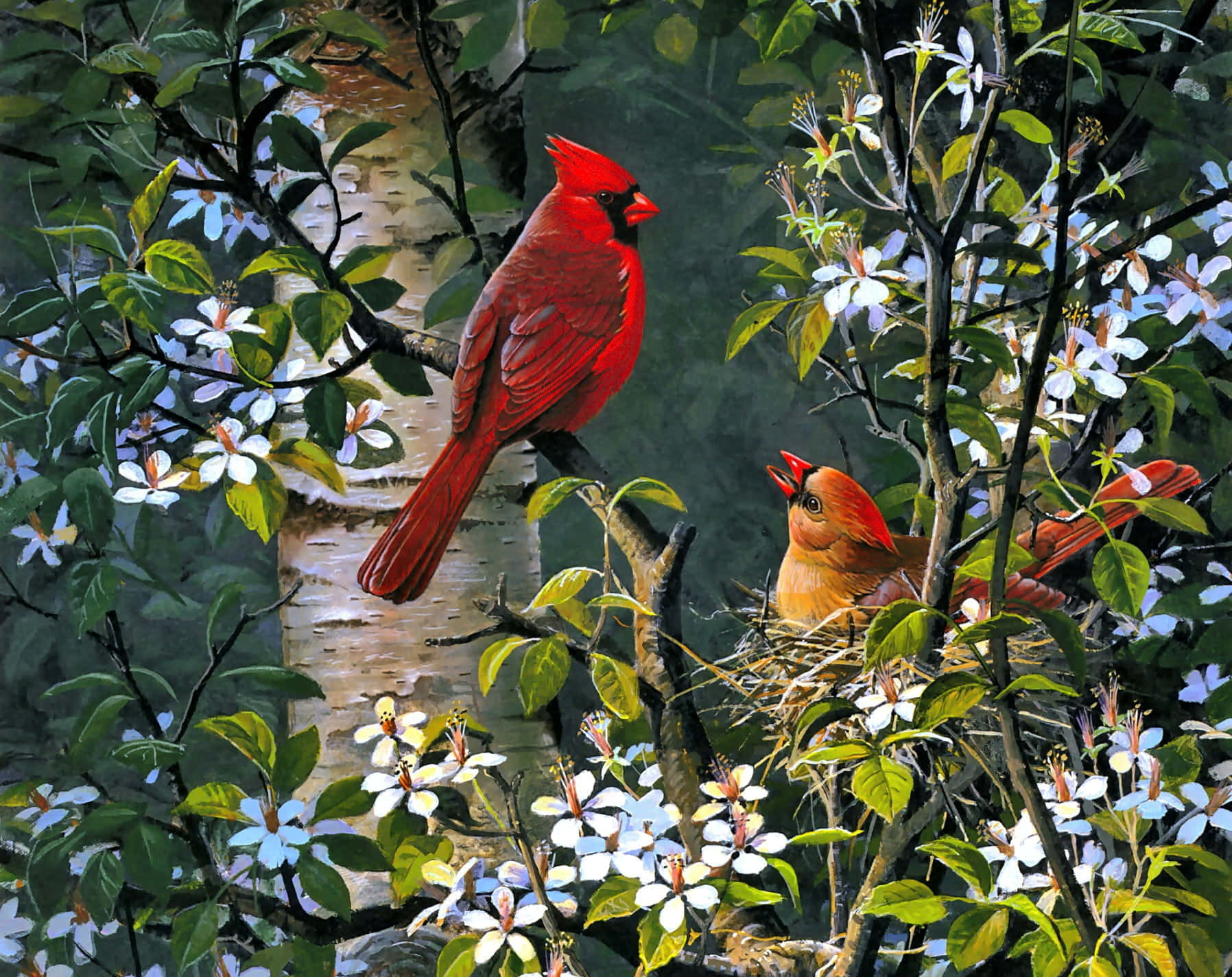 male cardinal, female cardinal, nest, HD Desktop Wallpaper