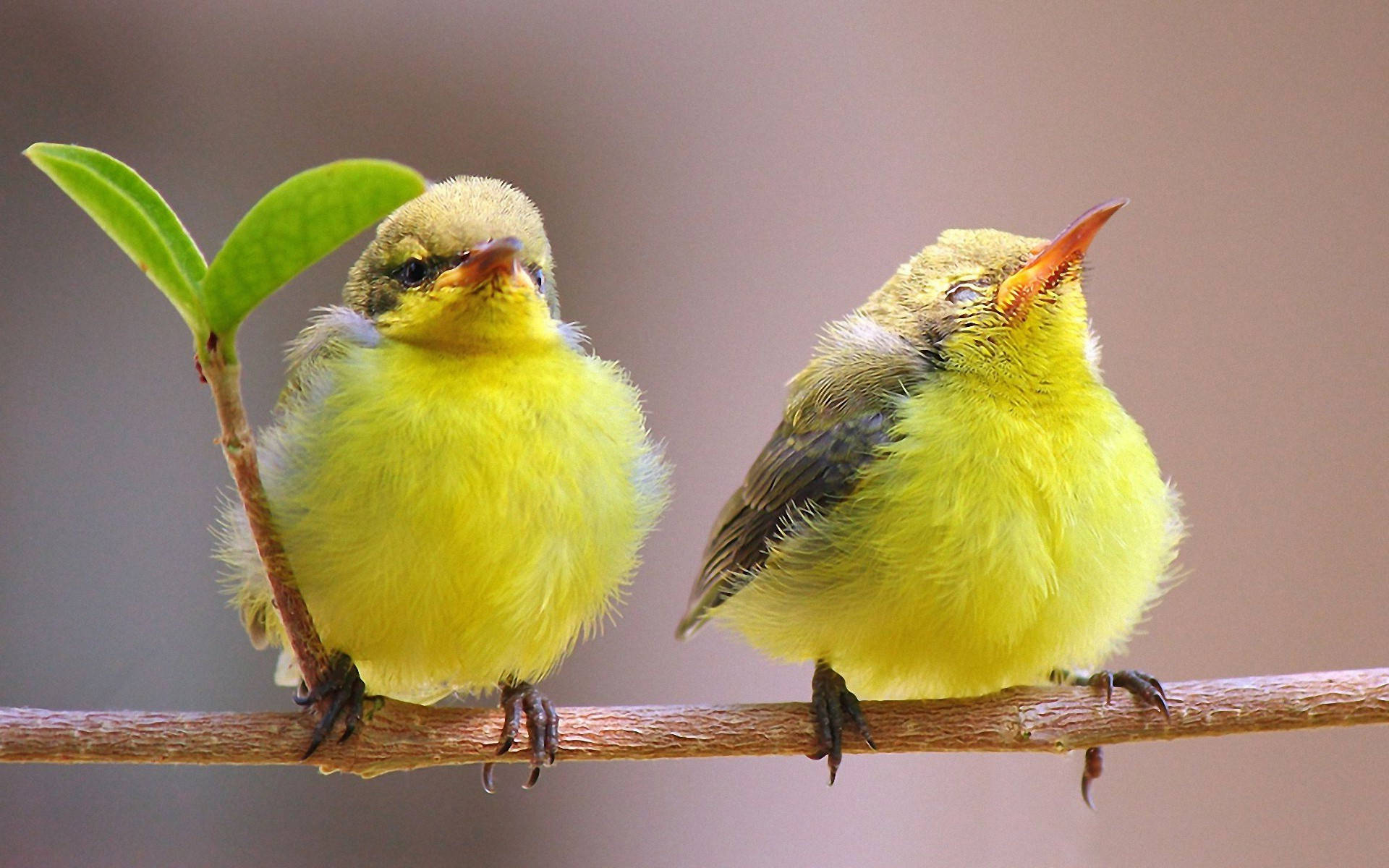 yellow canaries, fluffy yellow baby birds, branch, Full HD Desktop Wallpaper