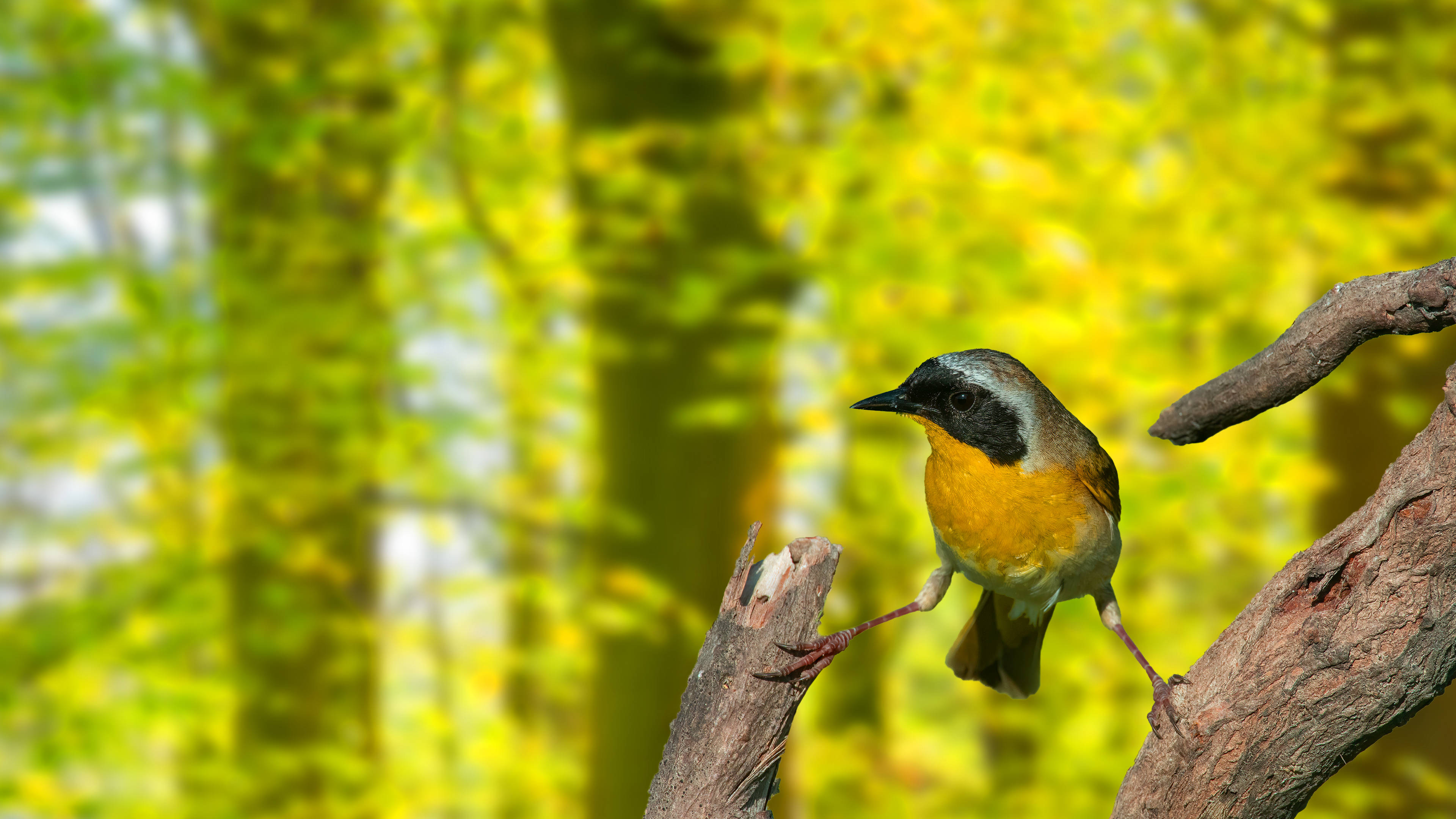 vibrant bird, spring foliage, gnarled tree branch, 4K Desktop Wallpaper