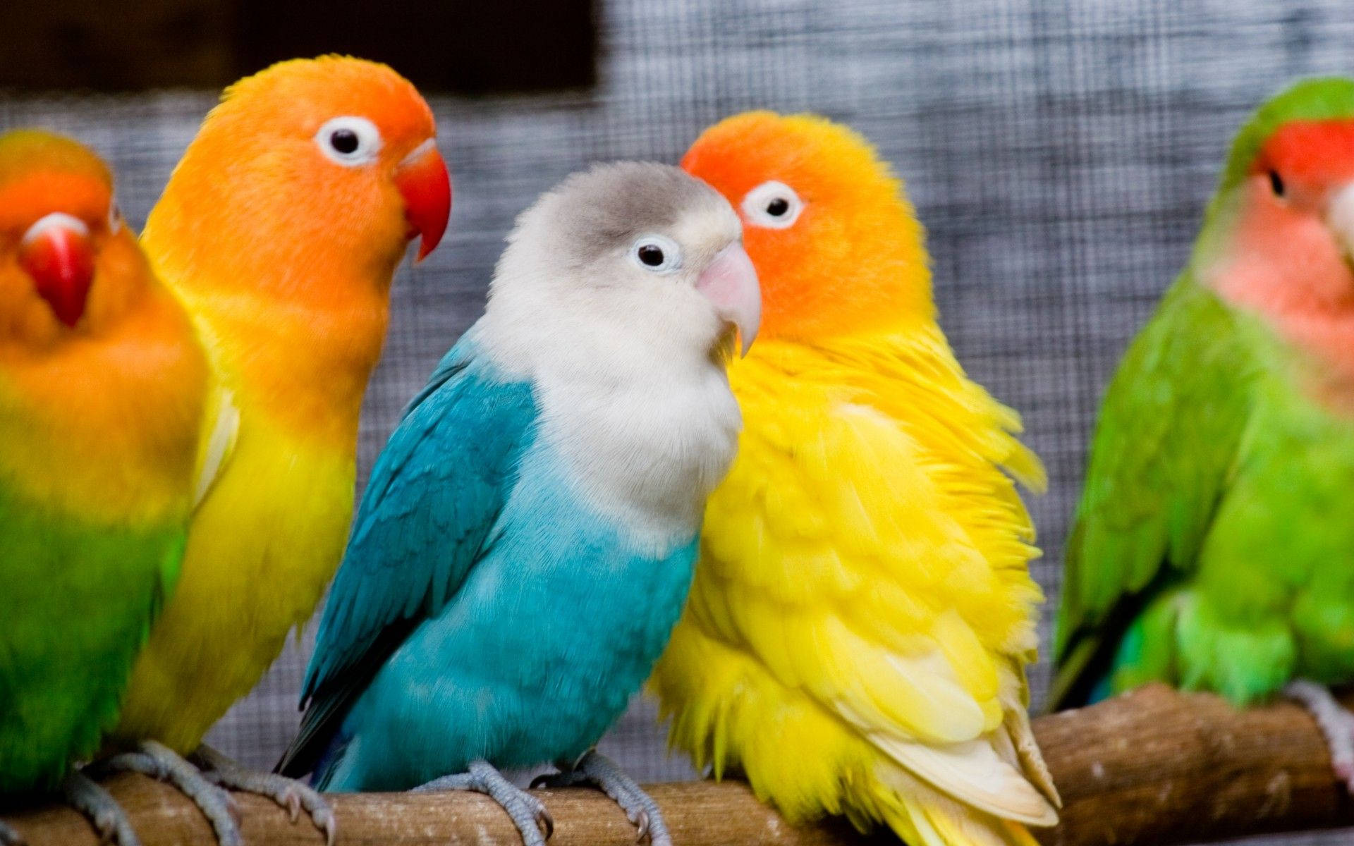 colorful love birds, lovebirds, assorted colors, Full HD Desktop Wallpaper