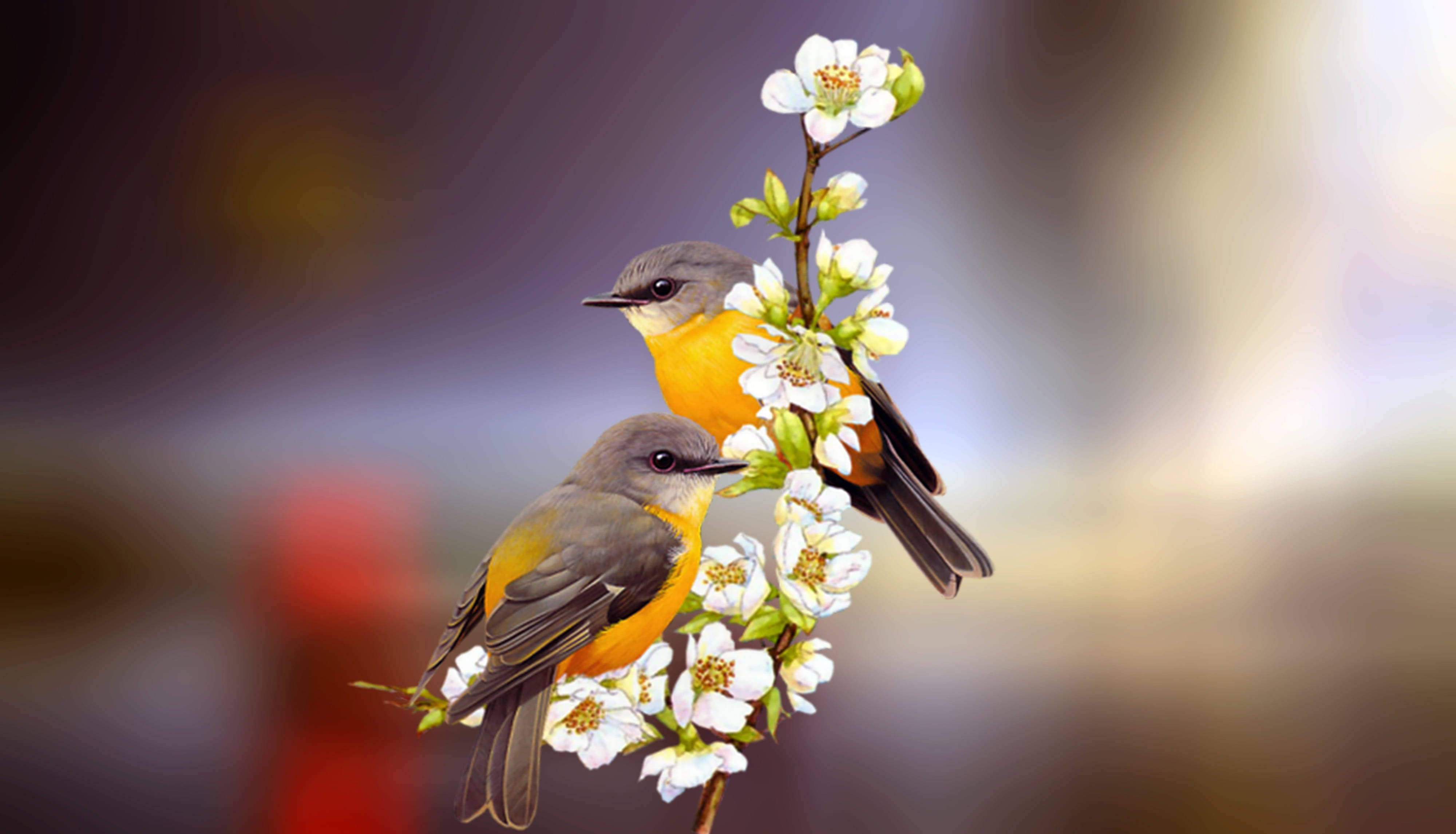 yellow and grey love birds, orange and gray birds, branch, 4K Desktop Wallpaper