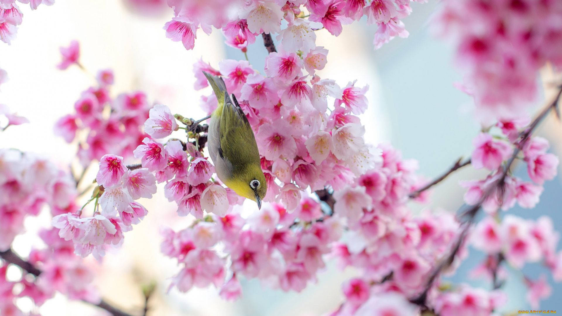 cute spring sakura bird, green bird, branch, Full HD Desktop Wallpaper