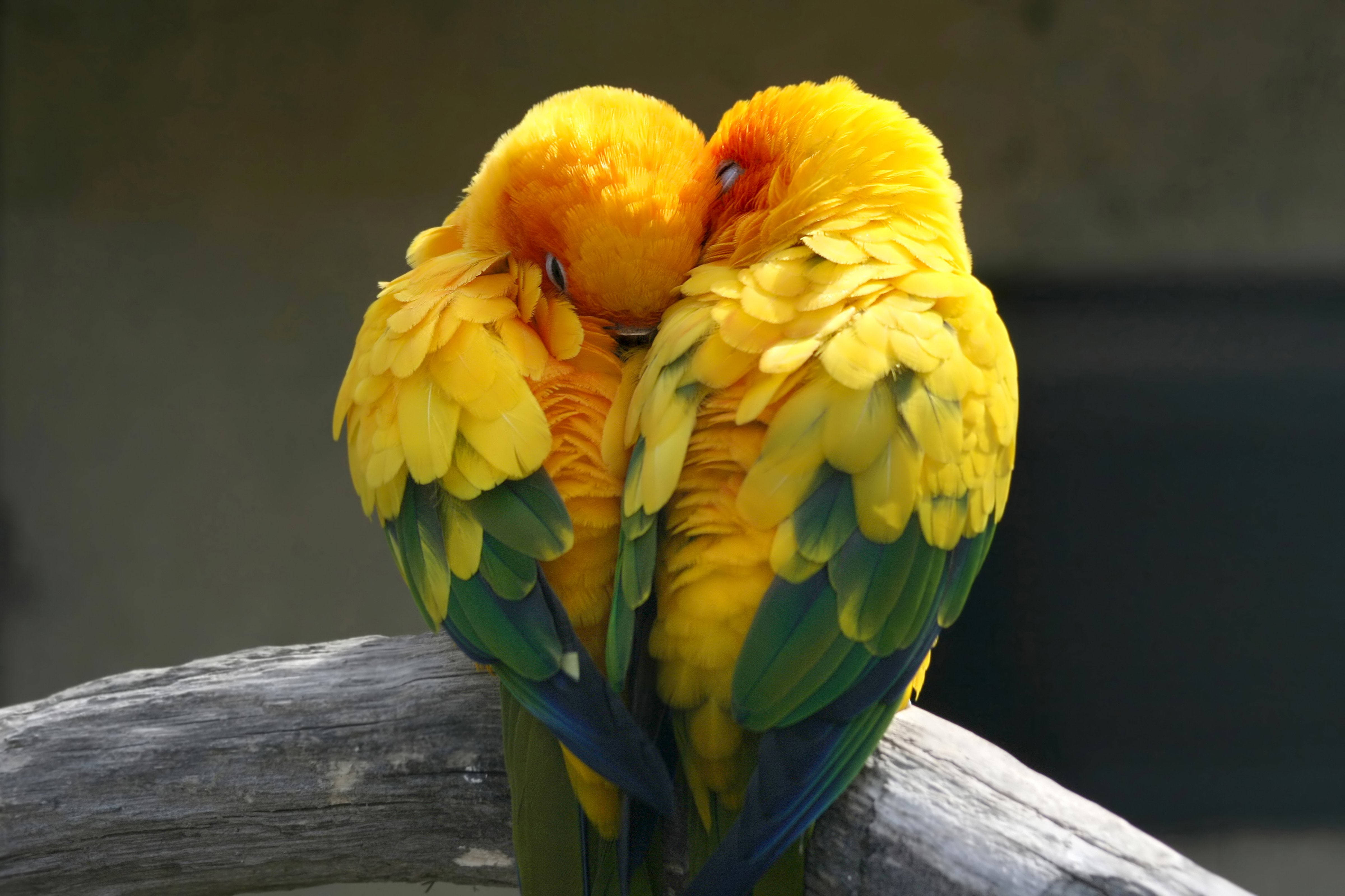 Sleepy Yellow Love Birds, vibrant yellow sun conures, weathered branch, 4K Desktop Wallpaper
