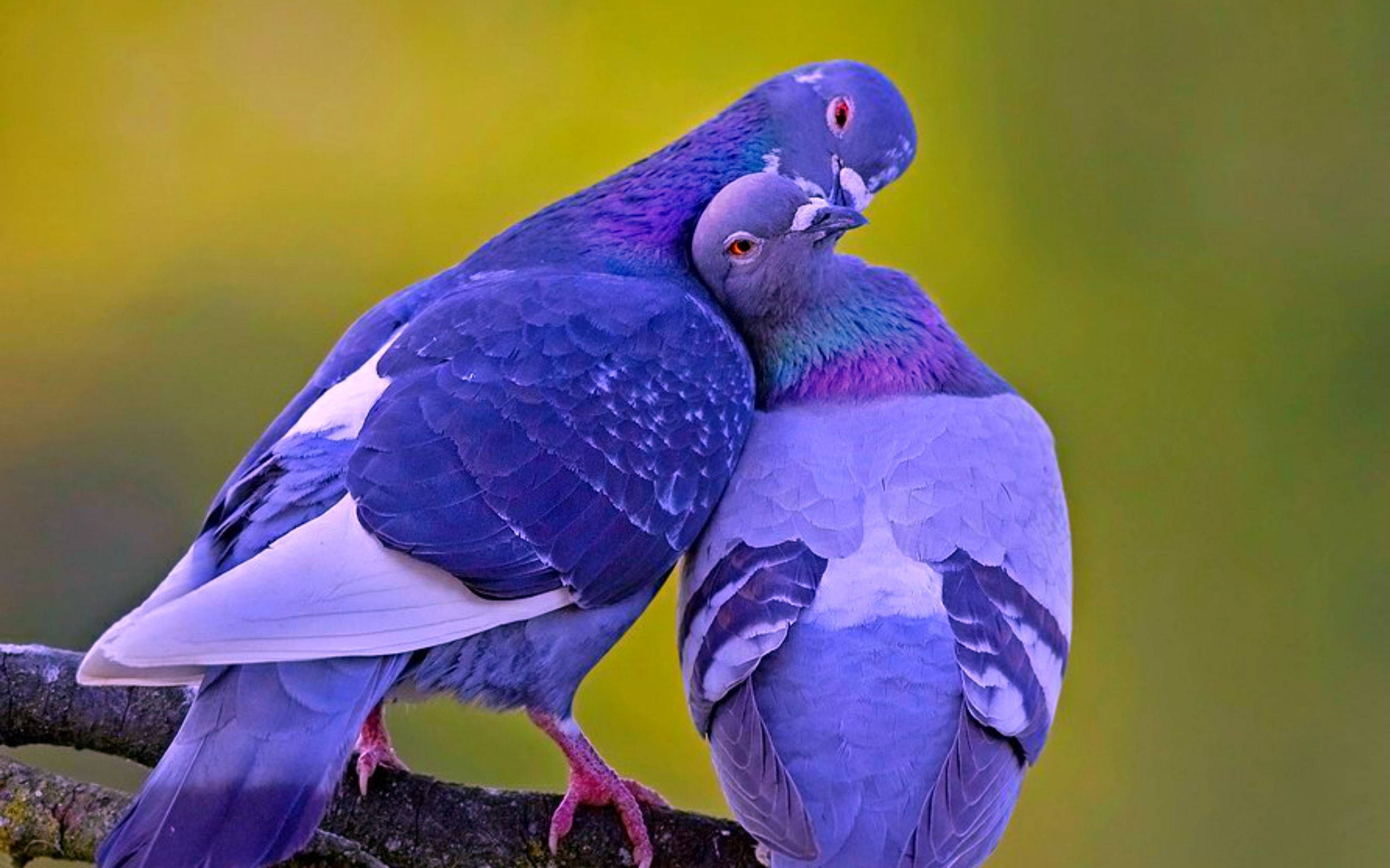 Purple Love Birds, iridescent blue and purple feathers, mossy branch, 2K Desktop Wallpaper