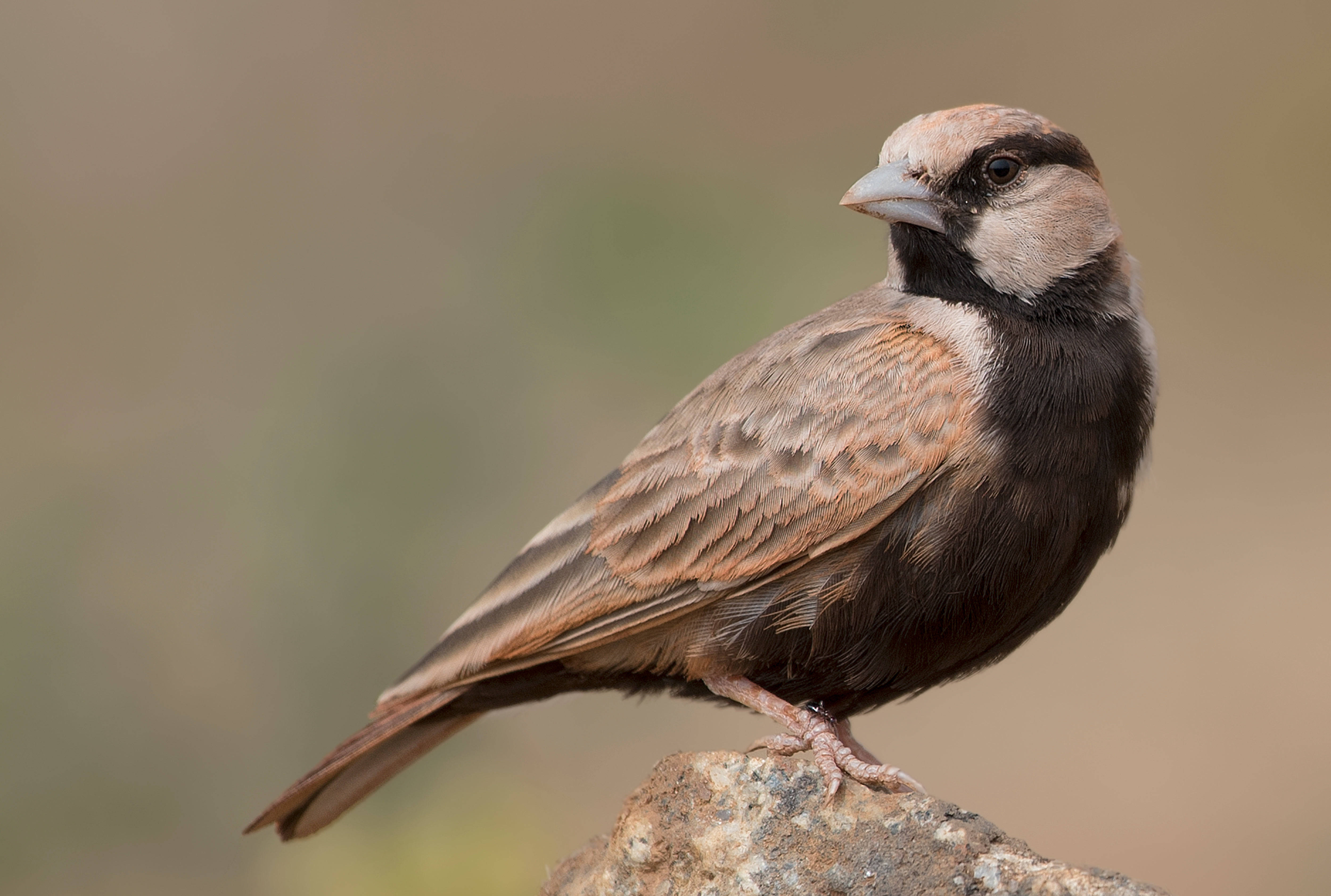 brown birds, black throat, brown wings, 4K Desktop Wallpaper
