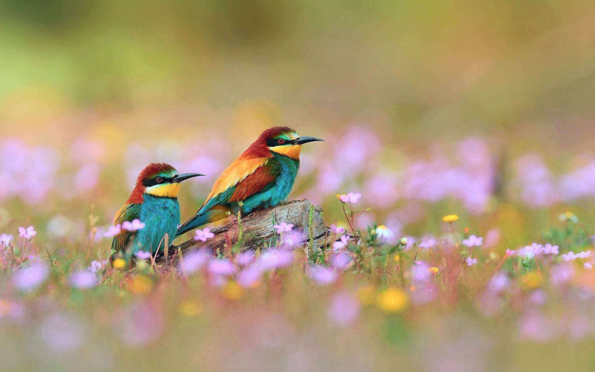 bee-eaters, log, field of soft purple and yellow wildflowers, Full HD Desktop Wallpaper