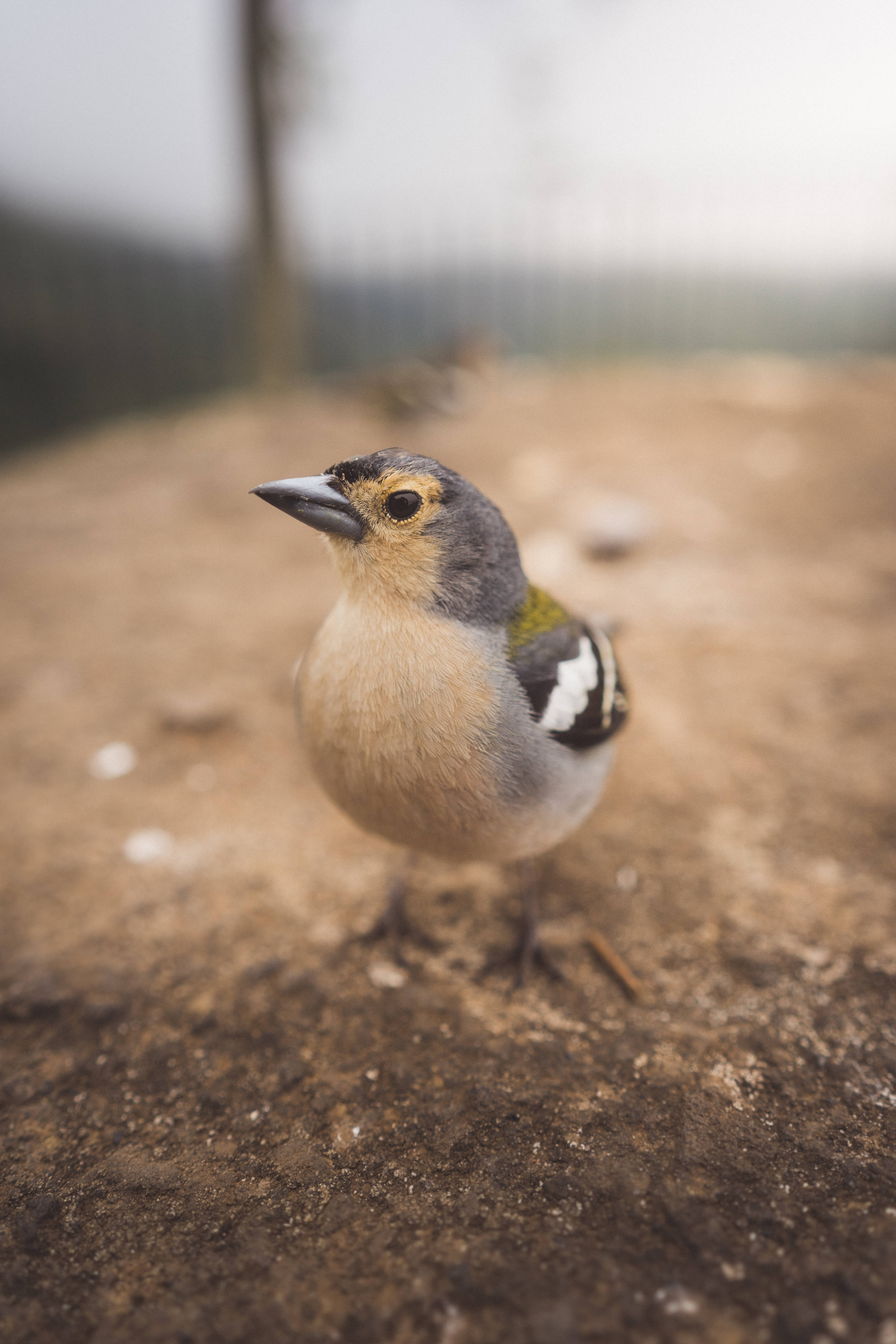 chaffinch, earthy ground, soft blurred background, 5K Phone Wallpaper